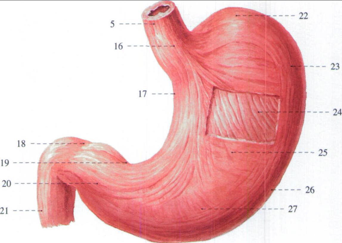胃解剖图图片素材-编号19390438-图行天下