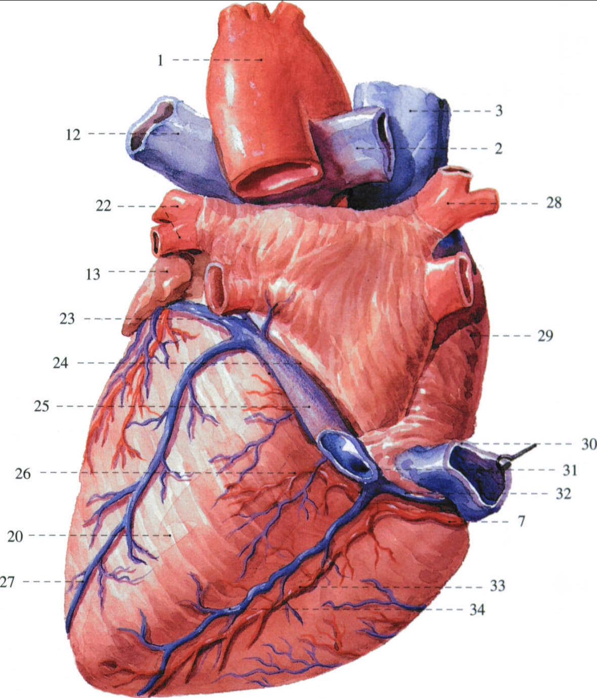 图2-164 阴道形态(2)-妇产科临床解剖学-医学