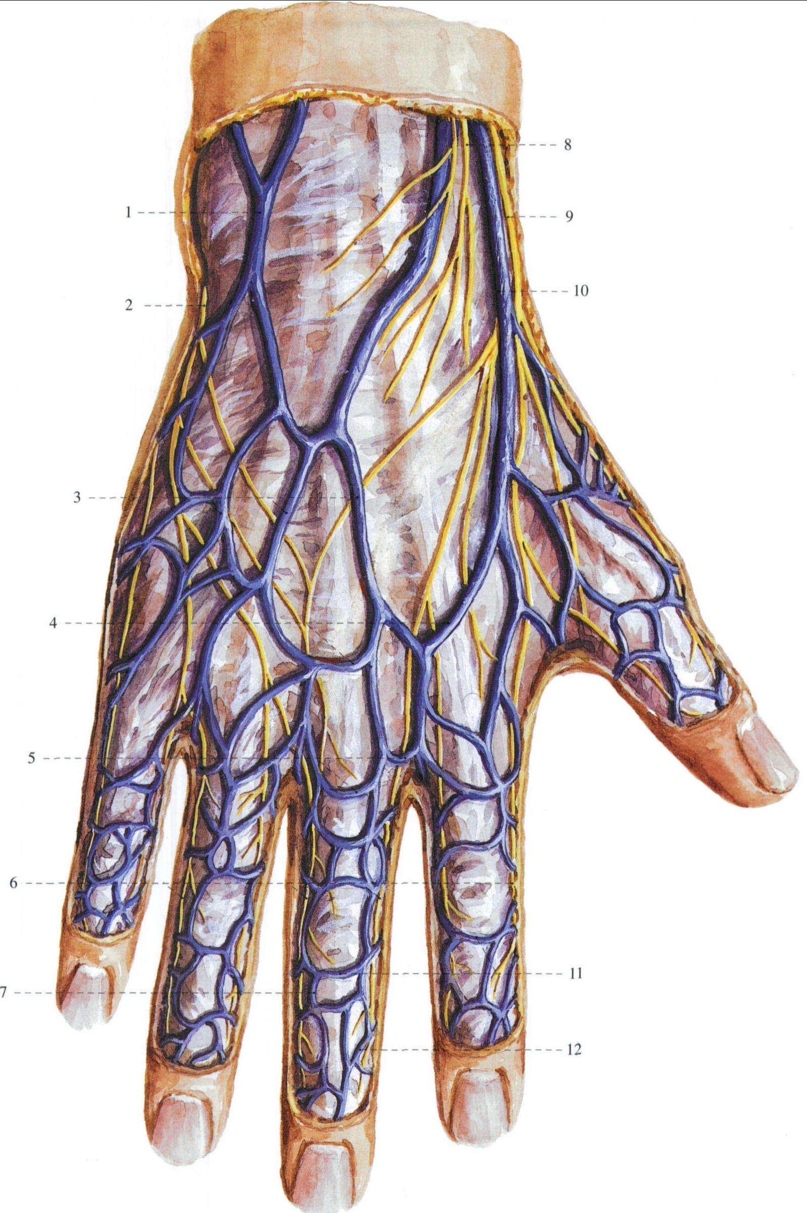 图7-29 手背侧的肌肉、腱鞘和血管-基础医学-医学