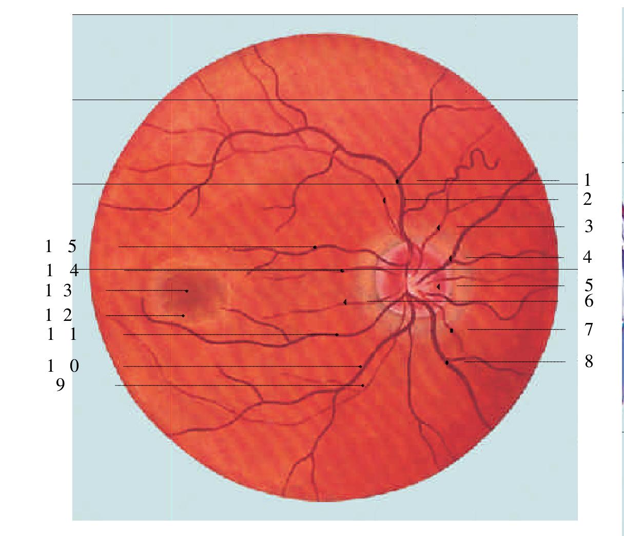 眼球三部分结构晶状体玻璃体视网膜及病变_1920X1080_高清视频素材下载(编号:5592128)_影视包装_光厂(VJ师网) www ...