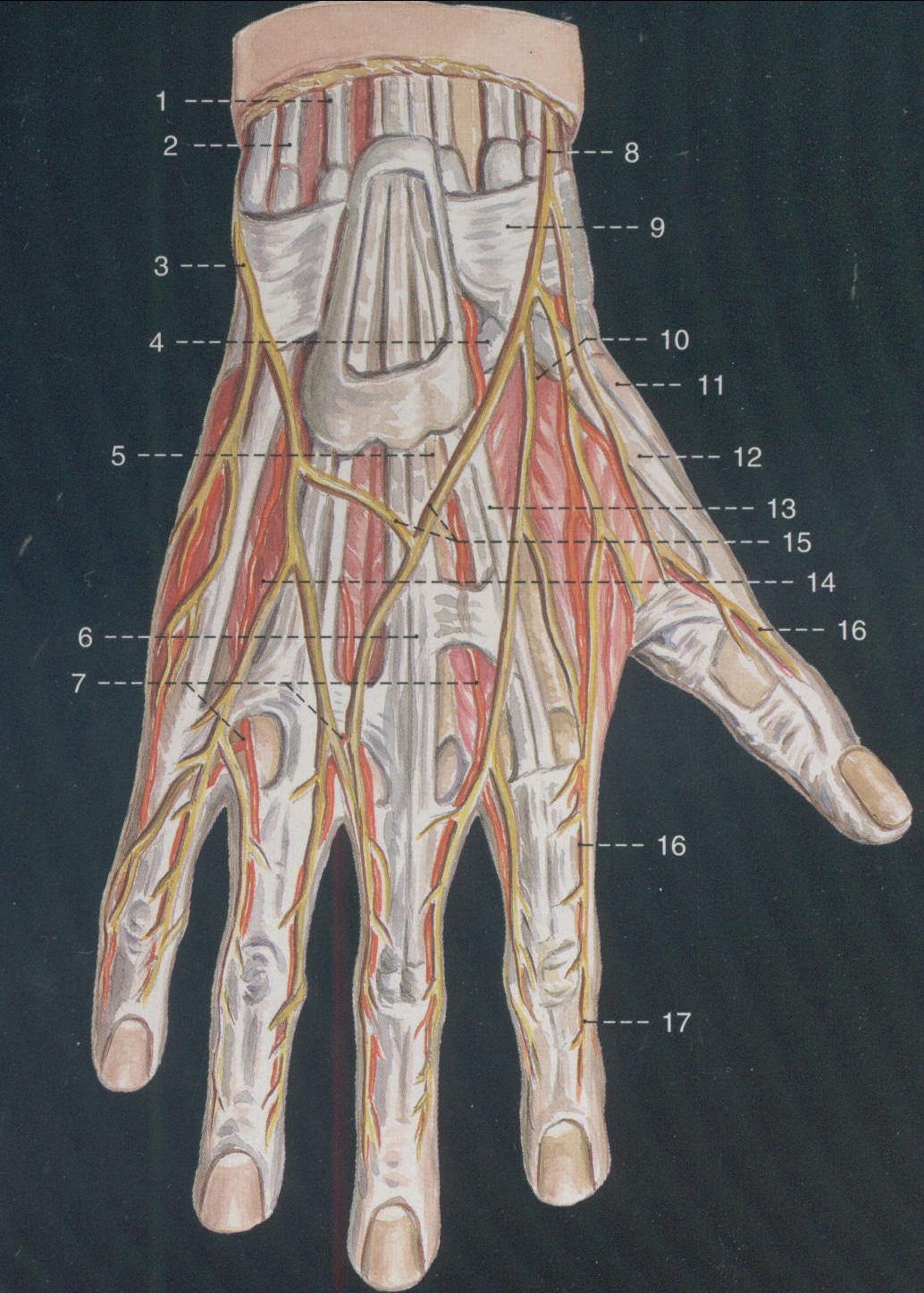 图7-30 前臂背侧皮神经-手外科解剖学图鉴-医学