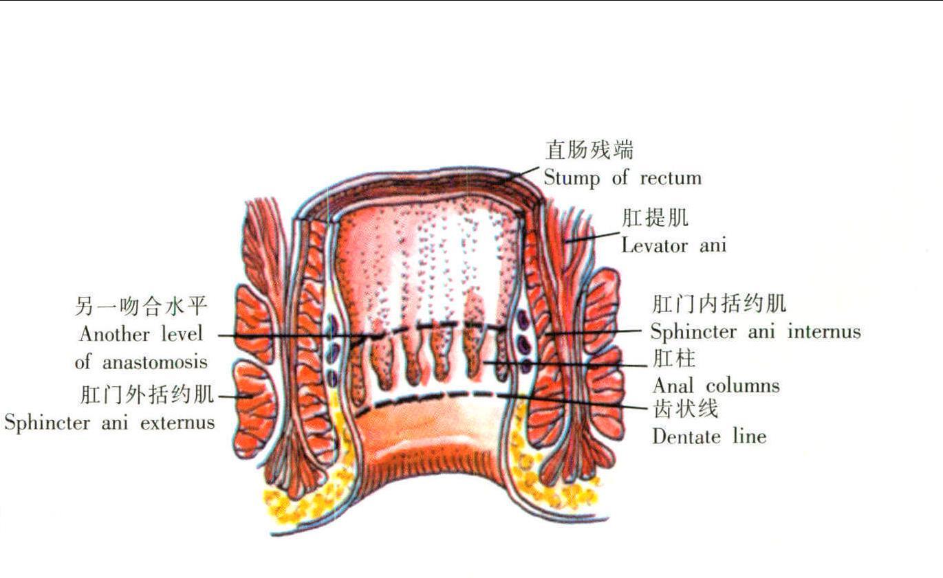 图2-1-20 直肠、肛管-人体解剖学与组织生理病理学-医学