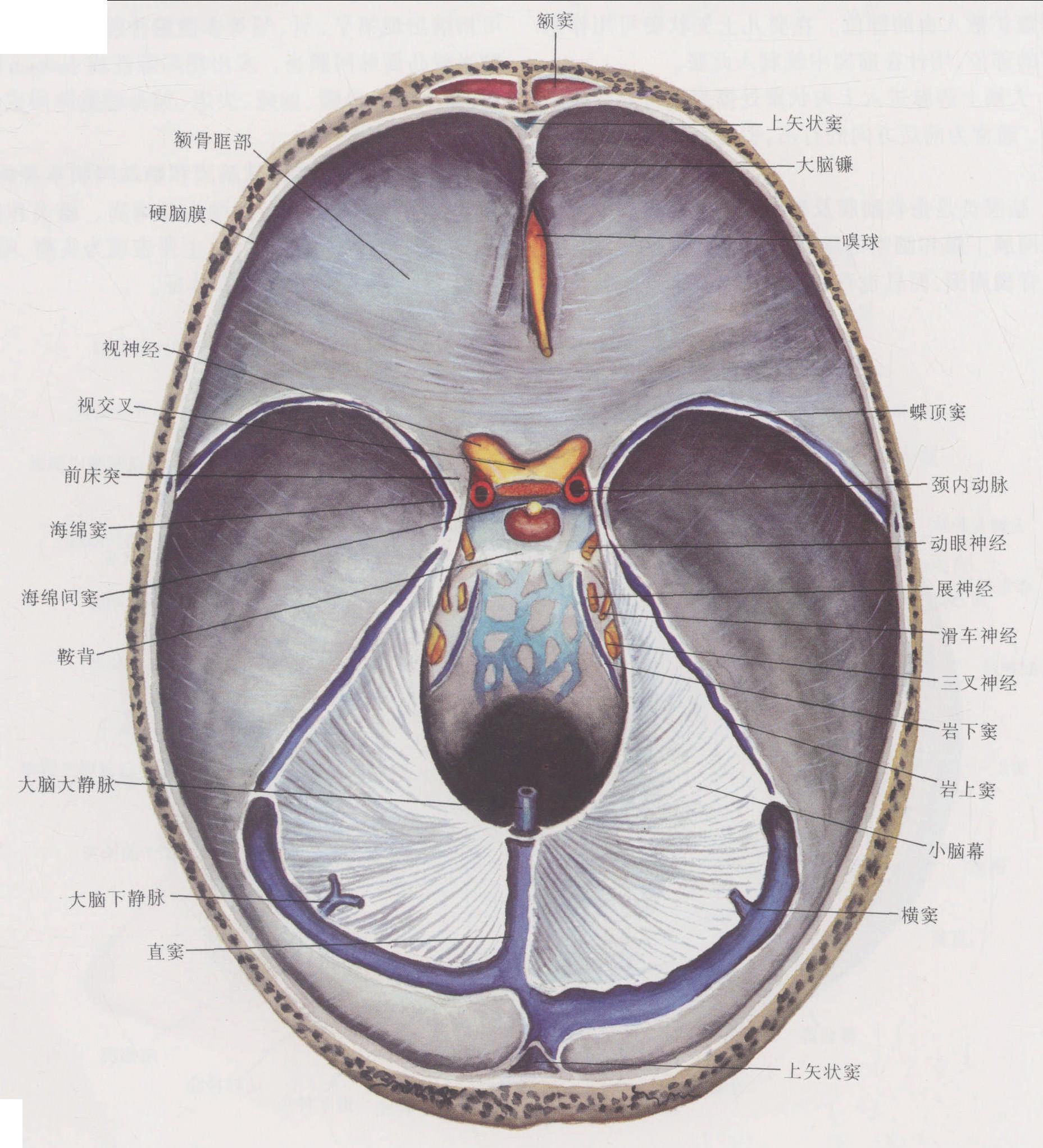 图1-10 硬脑膜及硬脑膜窦 颅底内面观