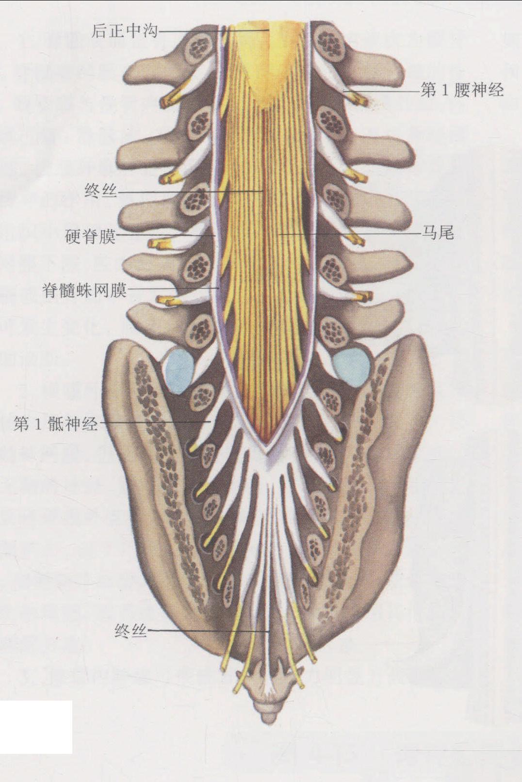 脊髓栓系伴脊柱裂脊膜膨出-磁共振成像读片中枢神经-医学