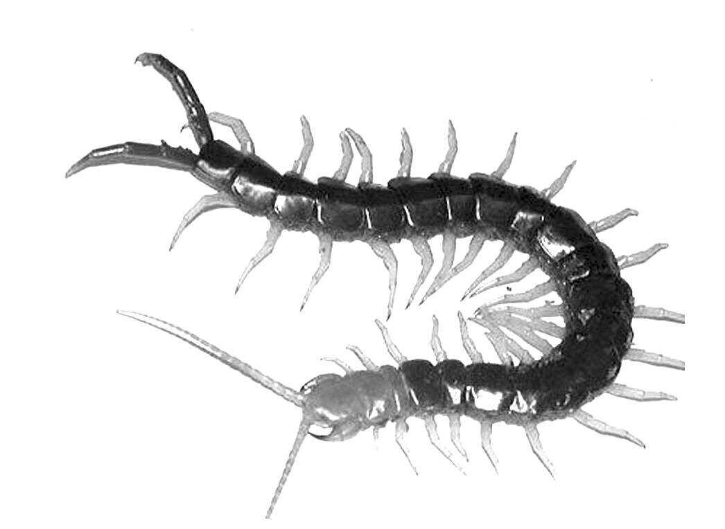 6海马拔毒生肌散