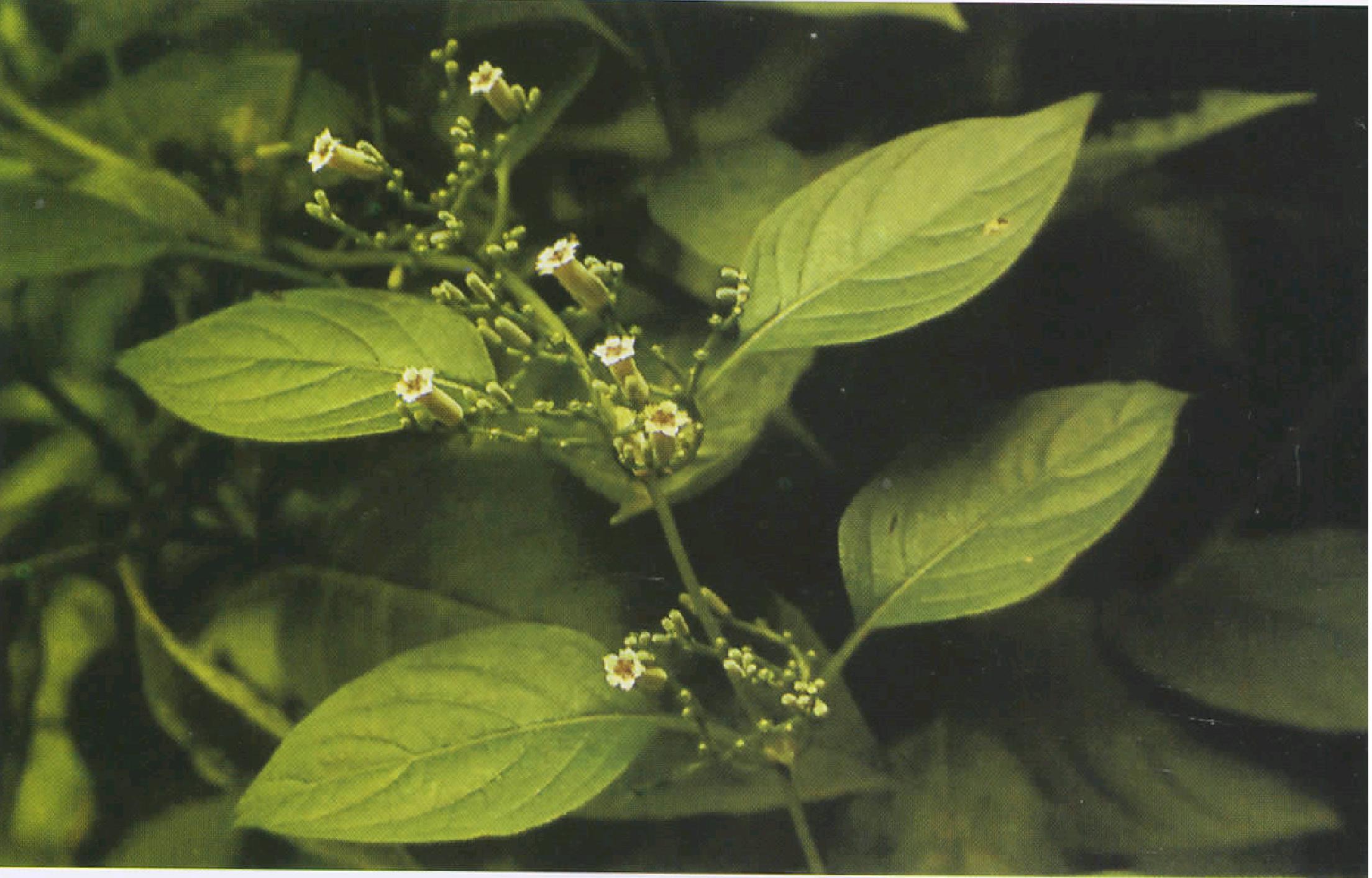 科学网—20221130——鸡屎藤（Paederia foetida L.） - 栗茂腾的博文