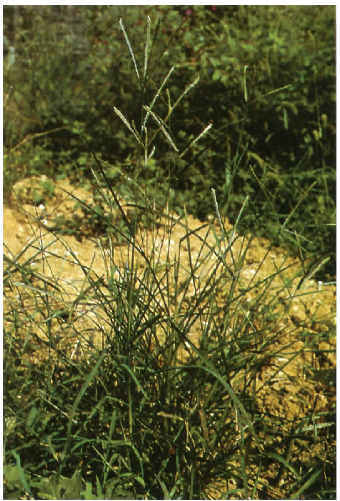 金线草-药用植物花谱-图片