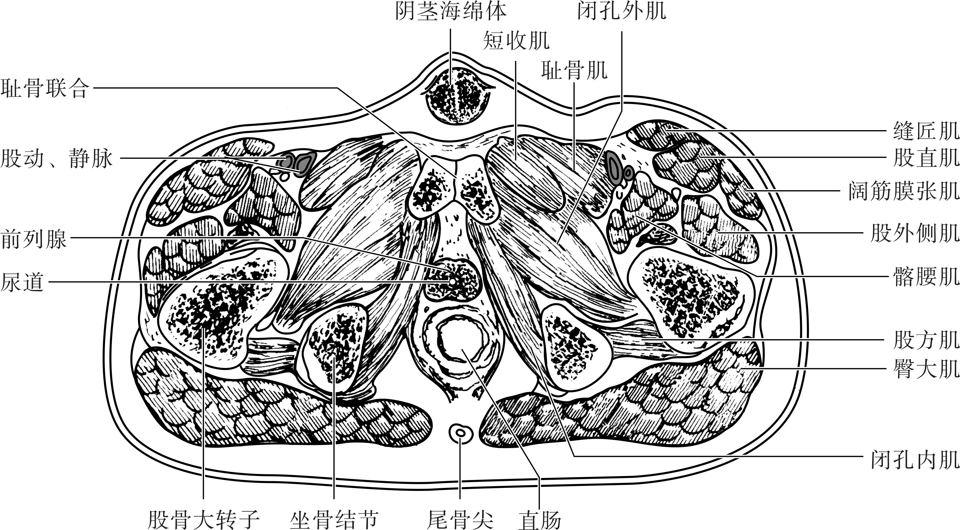 图4-13 前列腺的位置-泌尿科学-医学