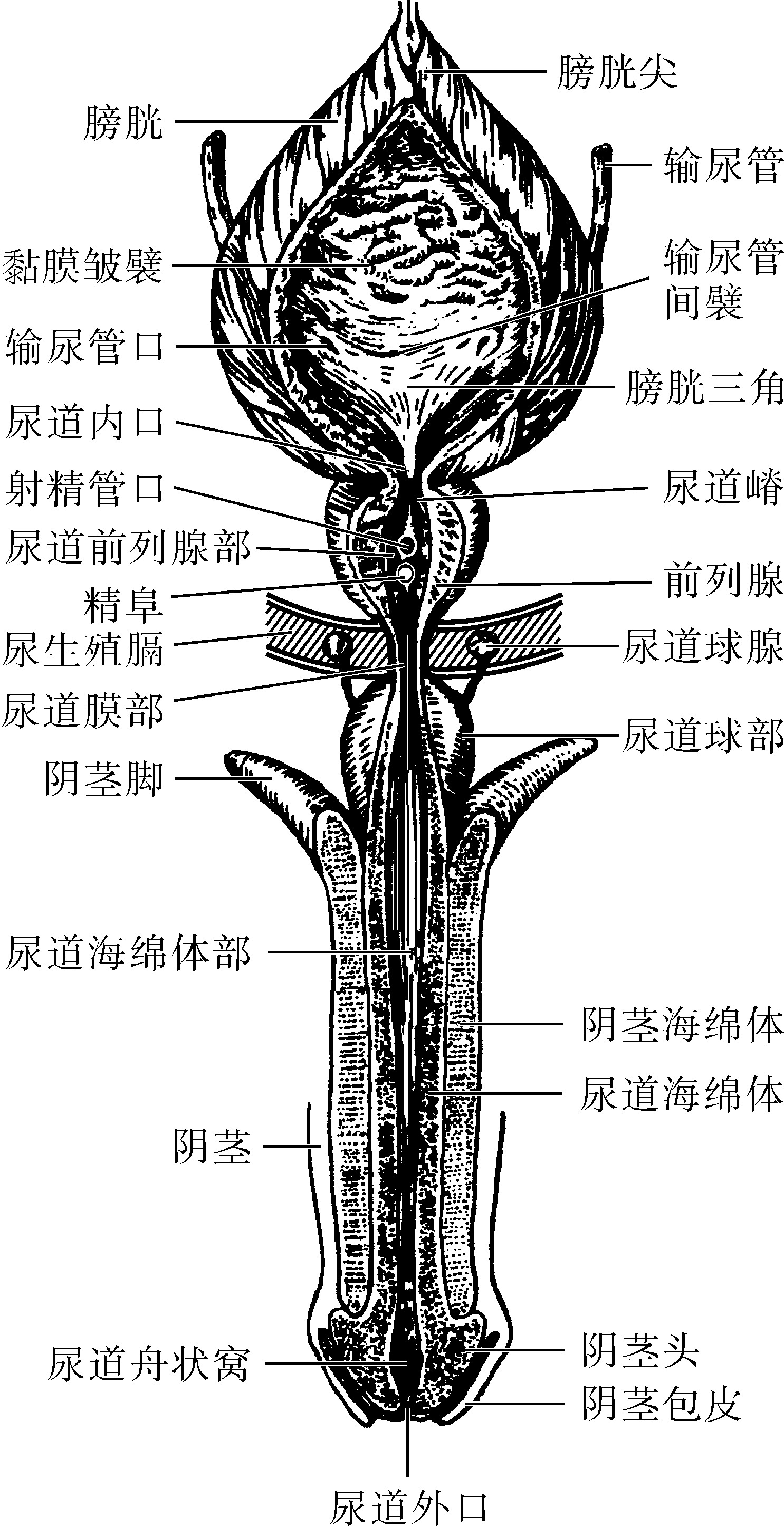 导尿装置-美舒医疗器械贸易（上海）有限公司