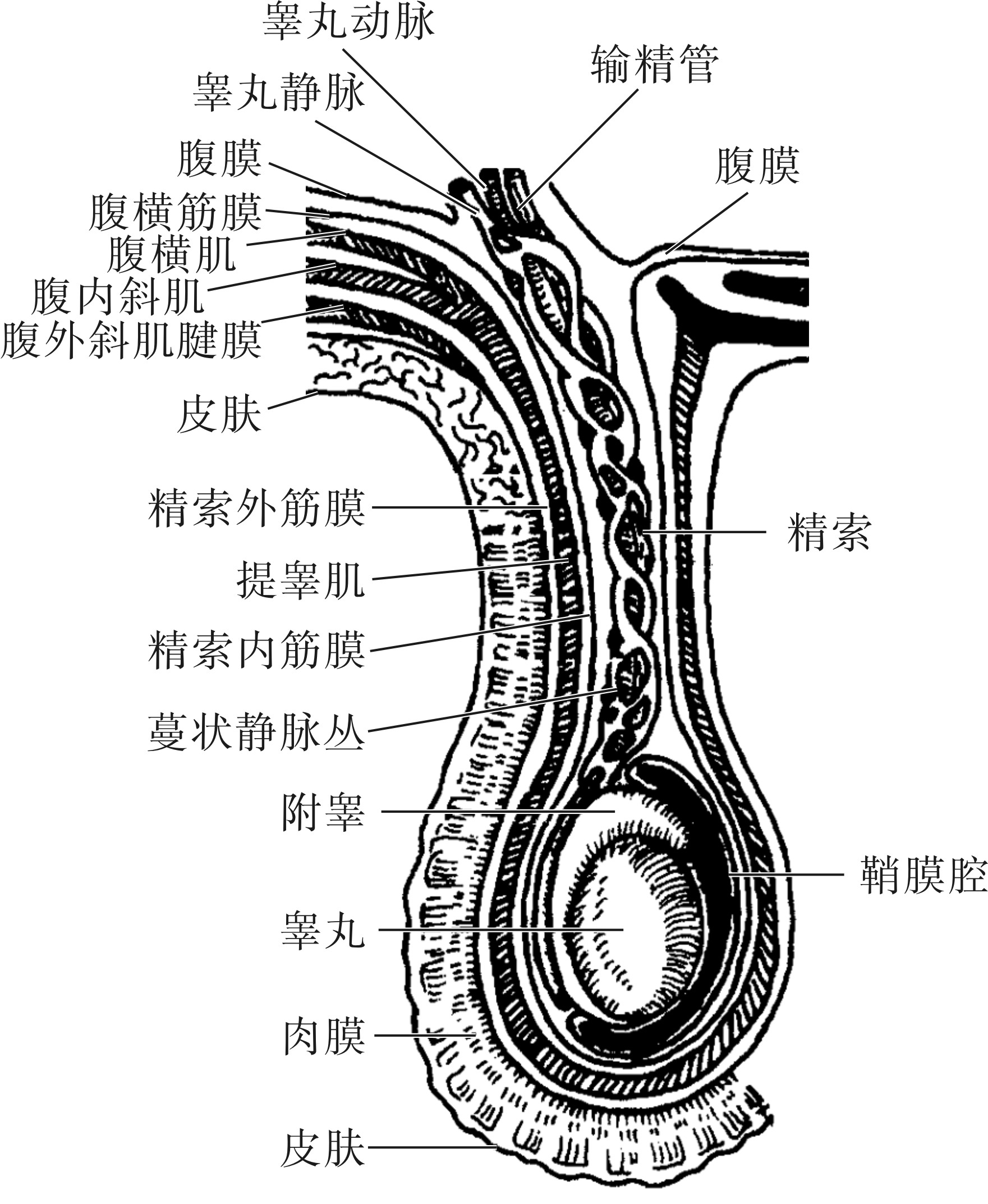 男性外生殖器的血管和神经-外科学-医学