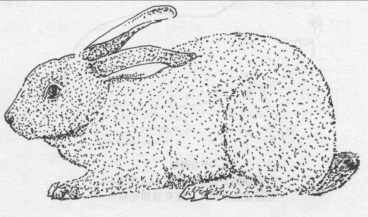 (三) 皮用兔品种