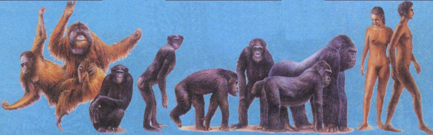 达尔文的猩猩馆——生物的进化