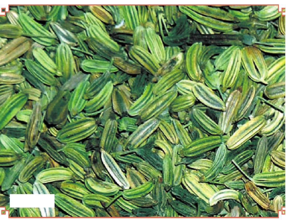 小茴香-六盘山药用植物-图片