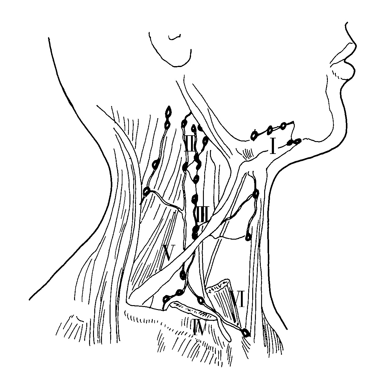 一、淋巴结的组织结构-临床超声诊断学-医学