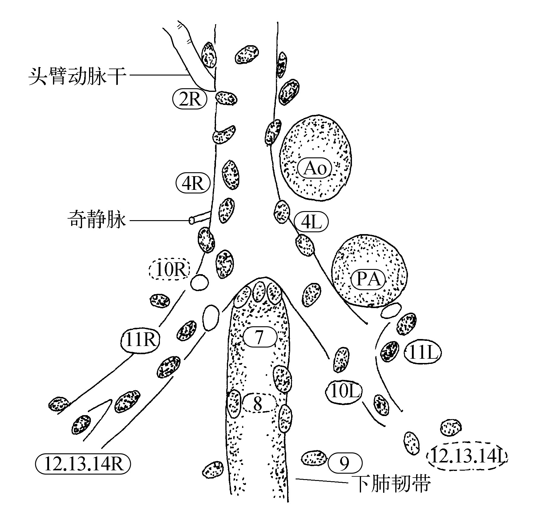 图1-96 髂淋巴结-泌尿外科临床解剖学-医学