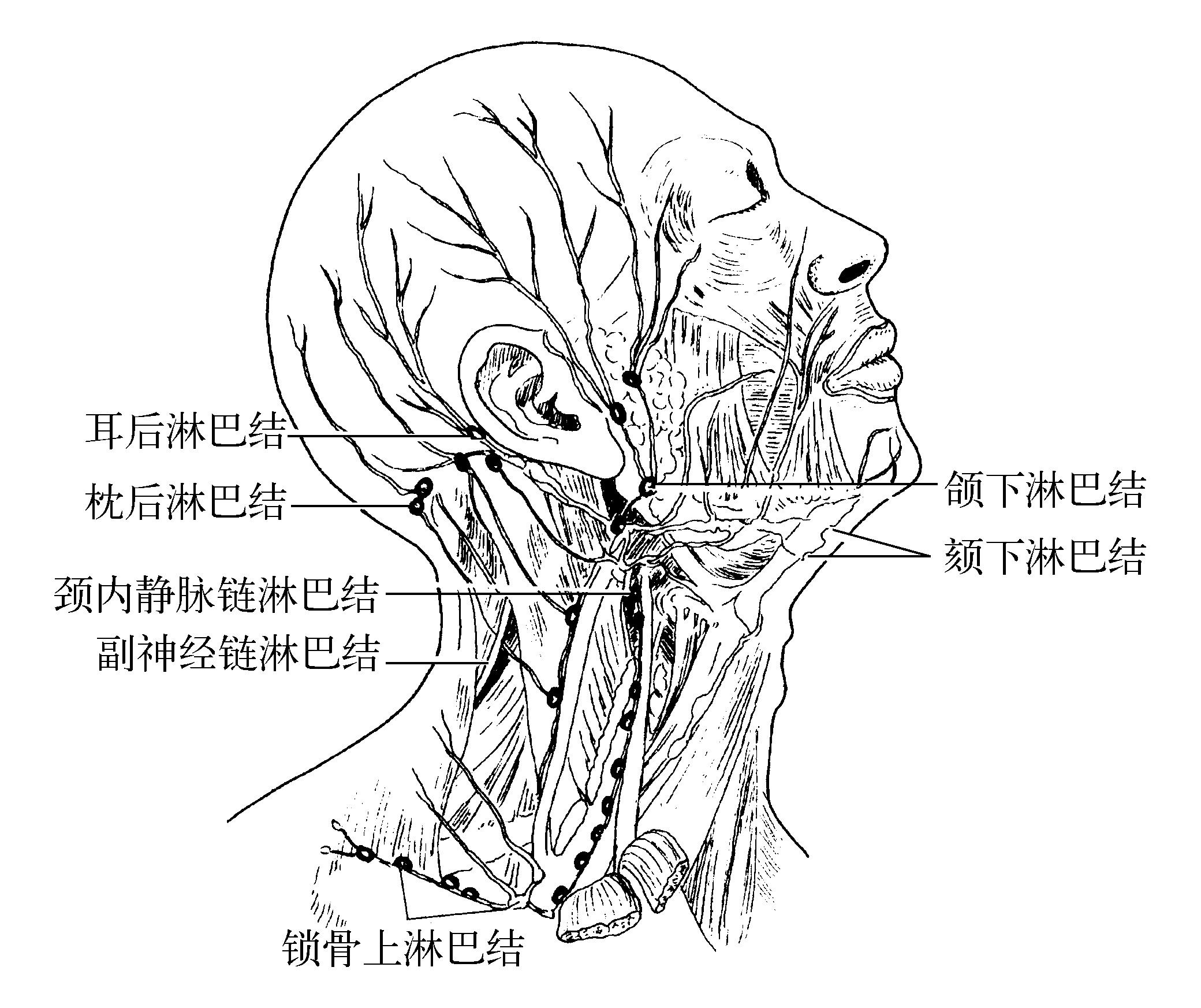 第四节 人体各部的主要淋巴结-基础医学-医学