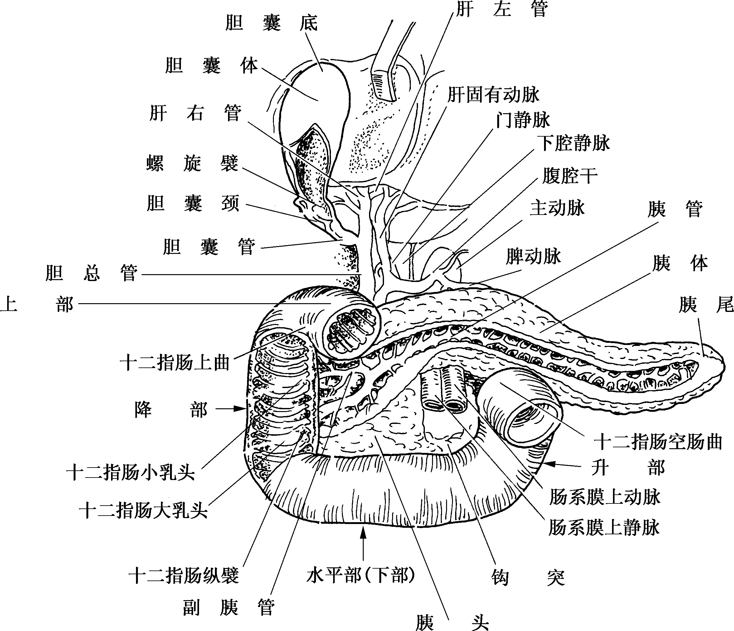 图306 臂肌（前面观）-人体解剖组织学-医学