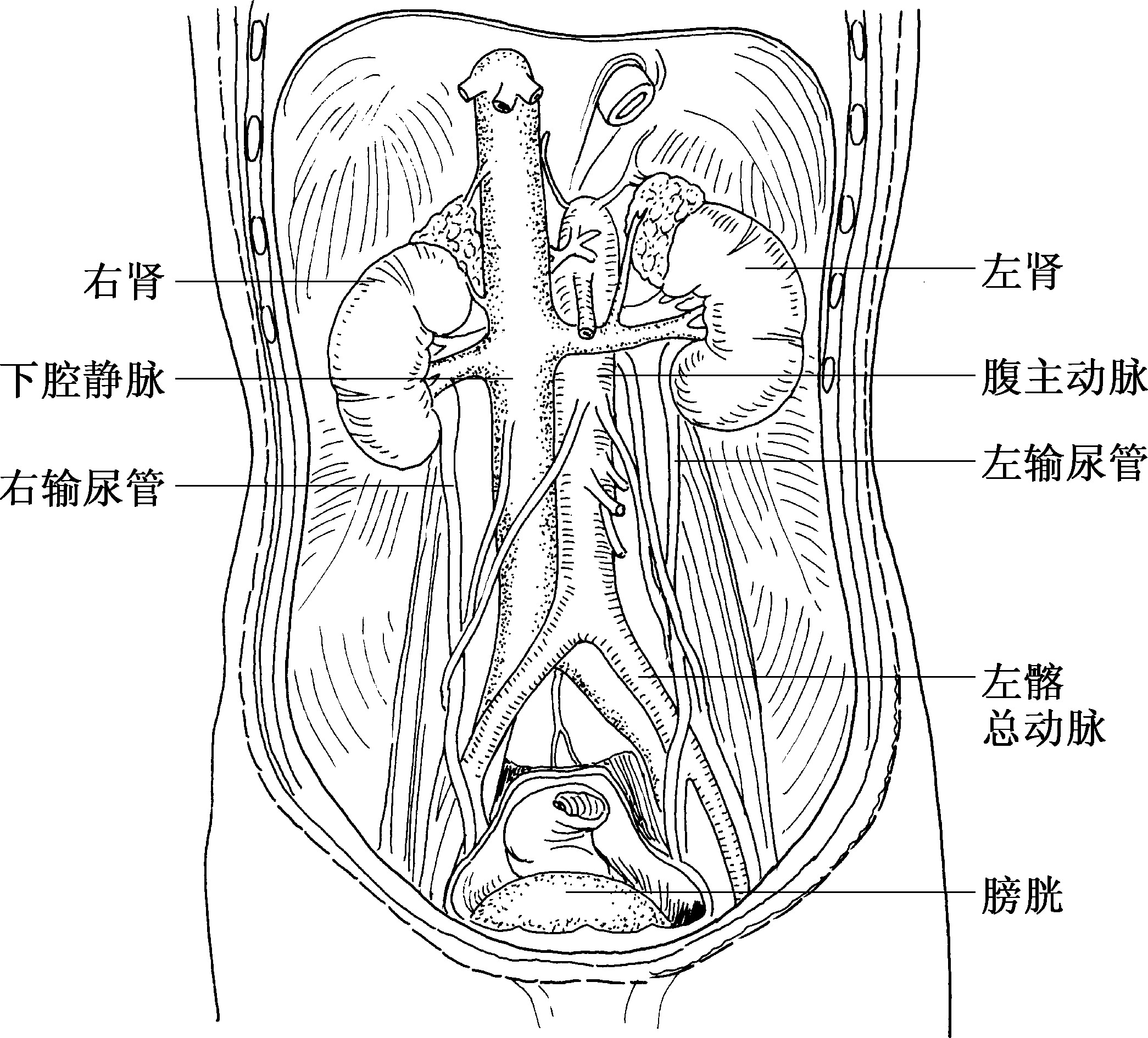图2-70 输尿管与子宫动脉的关系(冠状切面，示意图)-泌尿外科临床解剖学-医学