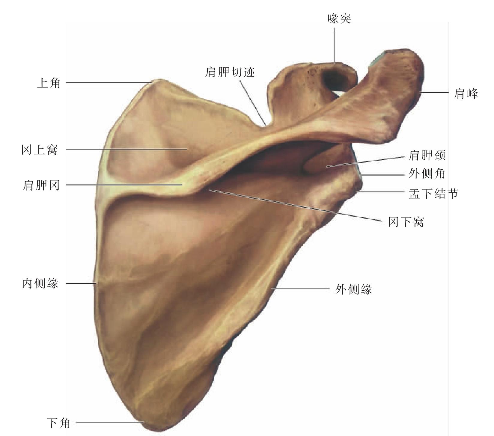 图3-26 正常肩关节(正位×线像)-外科学-医学