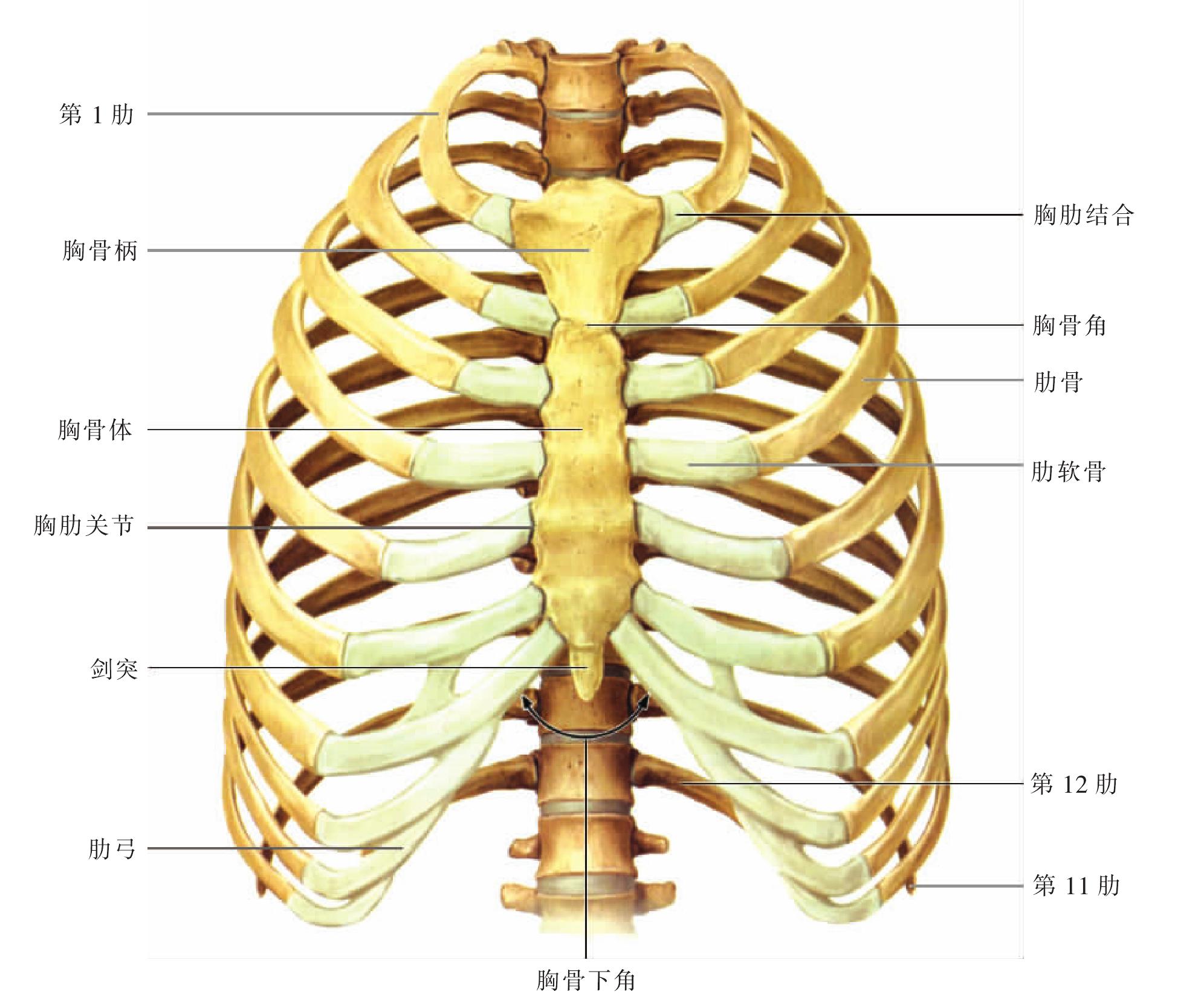 解剖学笔记 | 胸廓（关节&骨） - 知乎