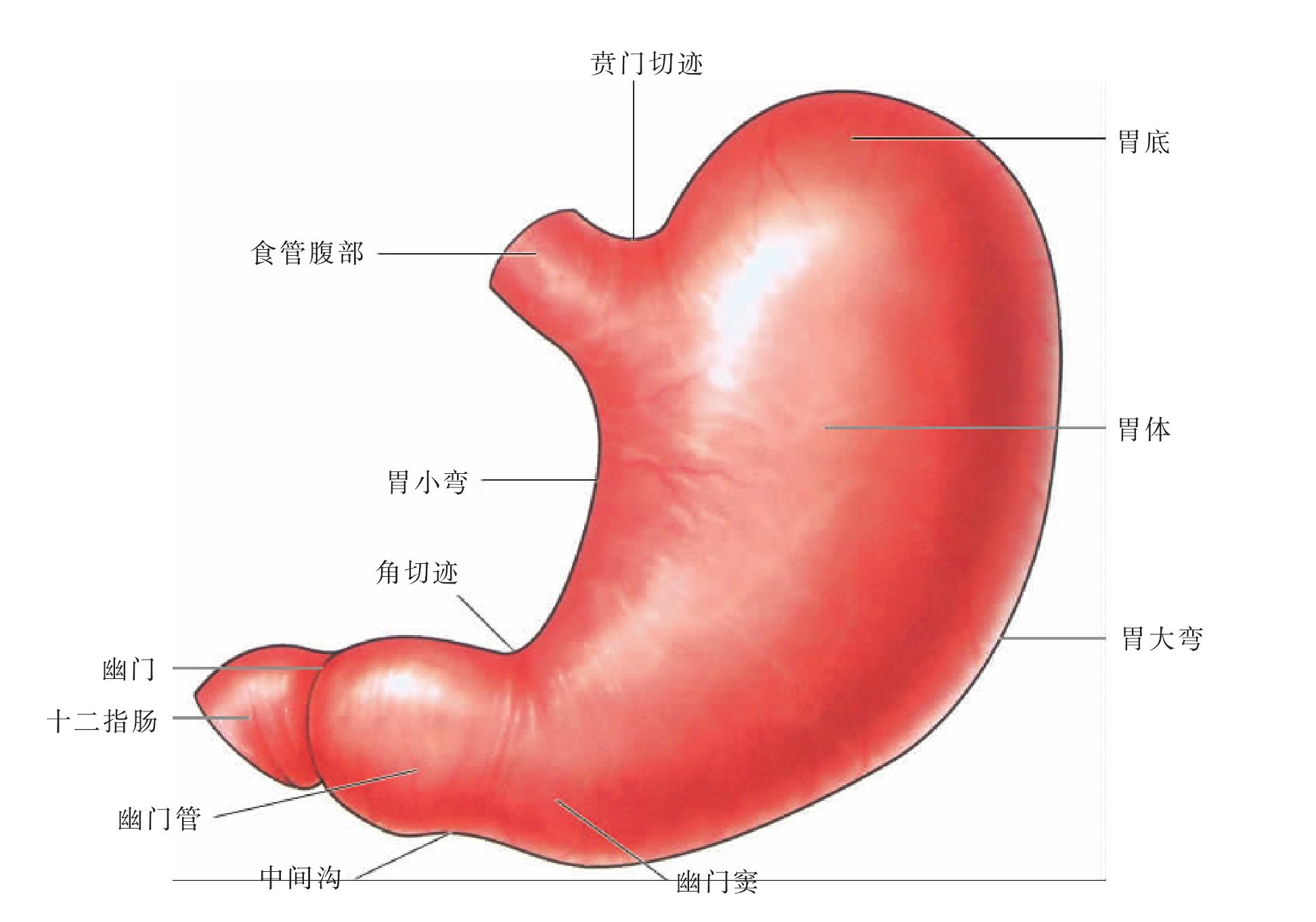四种胃型图形态,胃形态类型图,四种胃型图_大山谷图库