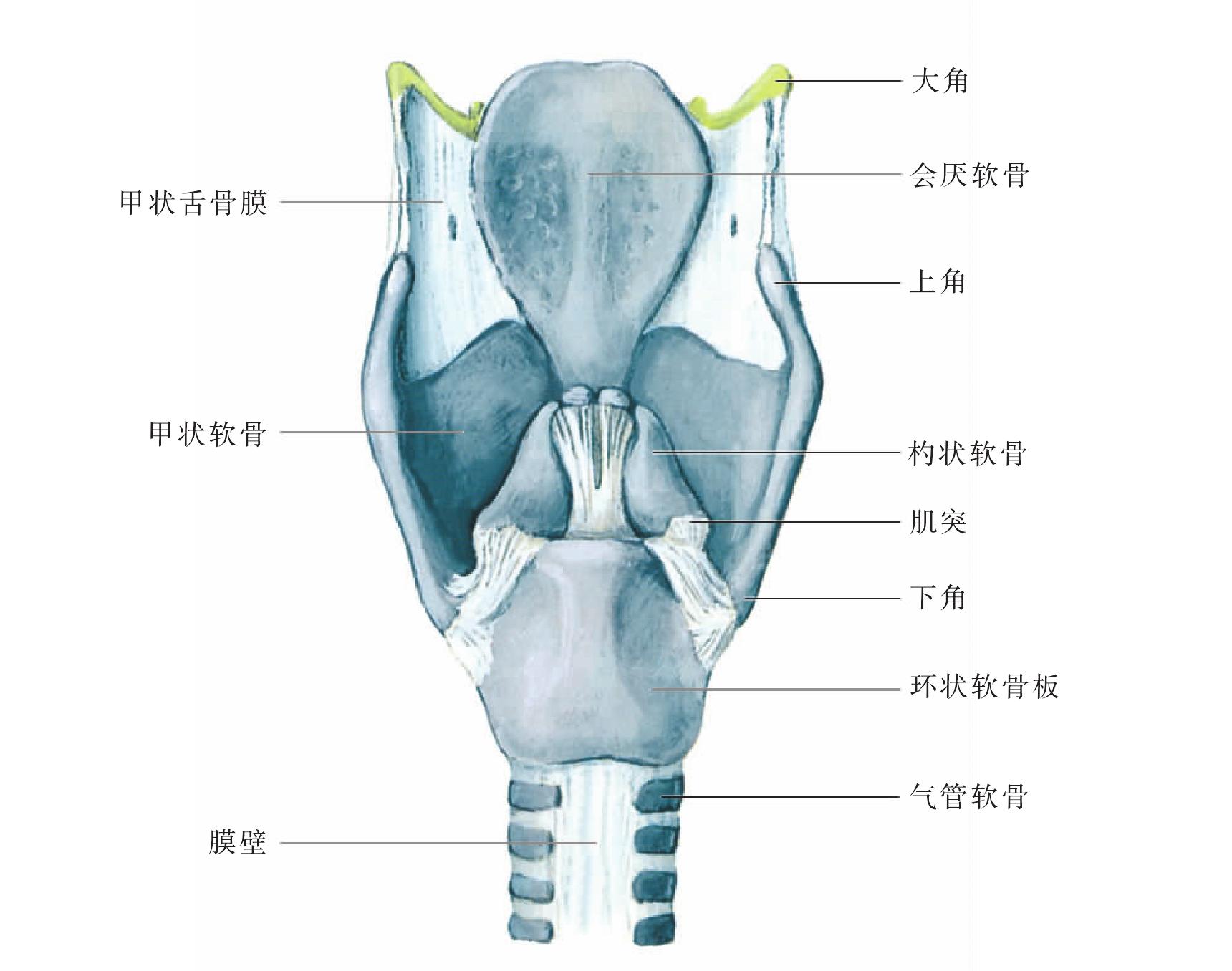 图1-2-3 上颌中切牙-口腔解剖-医学