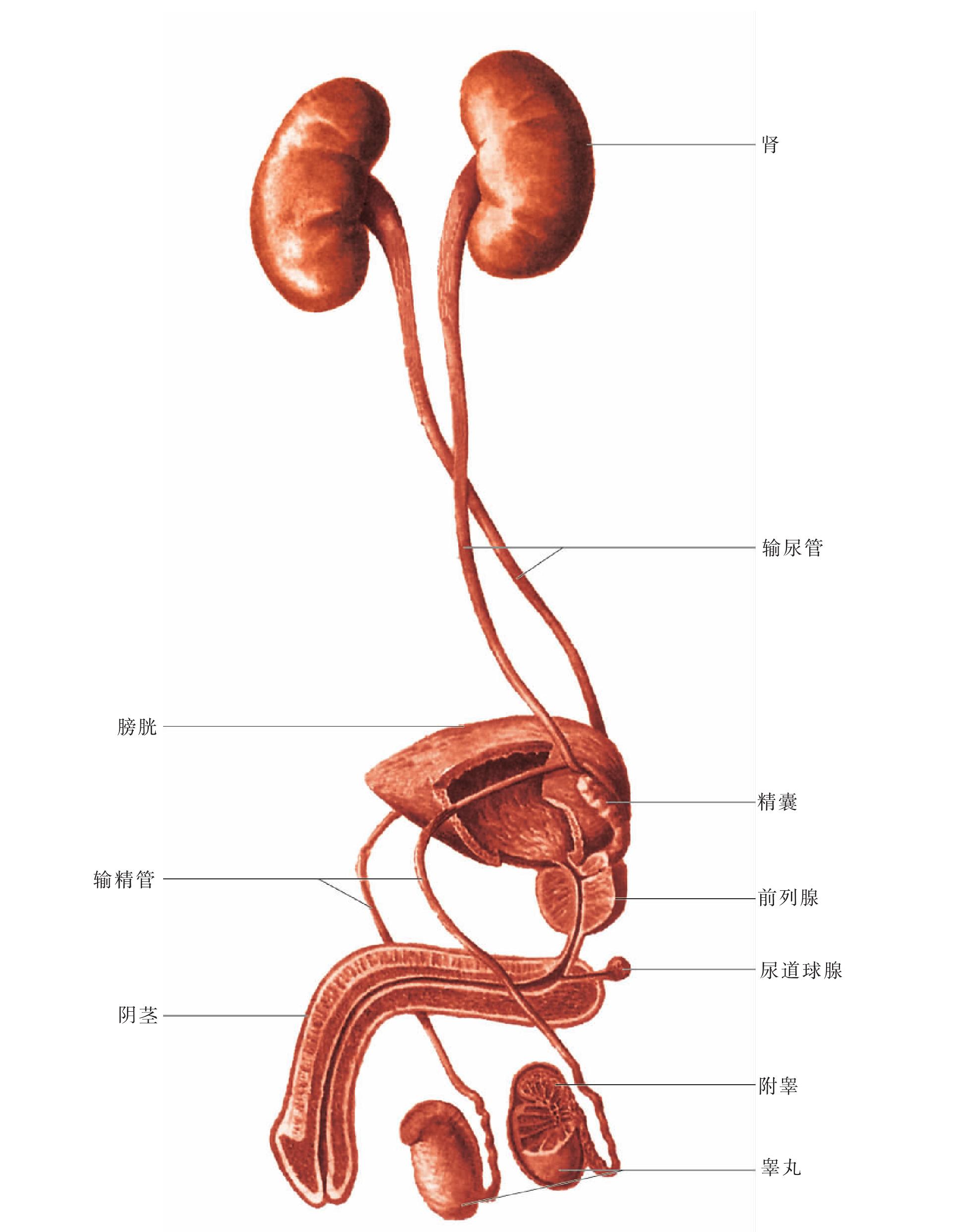 医学展板人体男性泌尿系统解剖图高清psd图片_易拉宝X展架_展板展架_图行天下图库