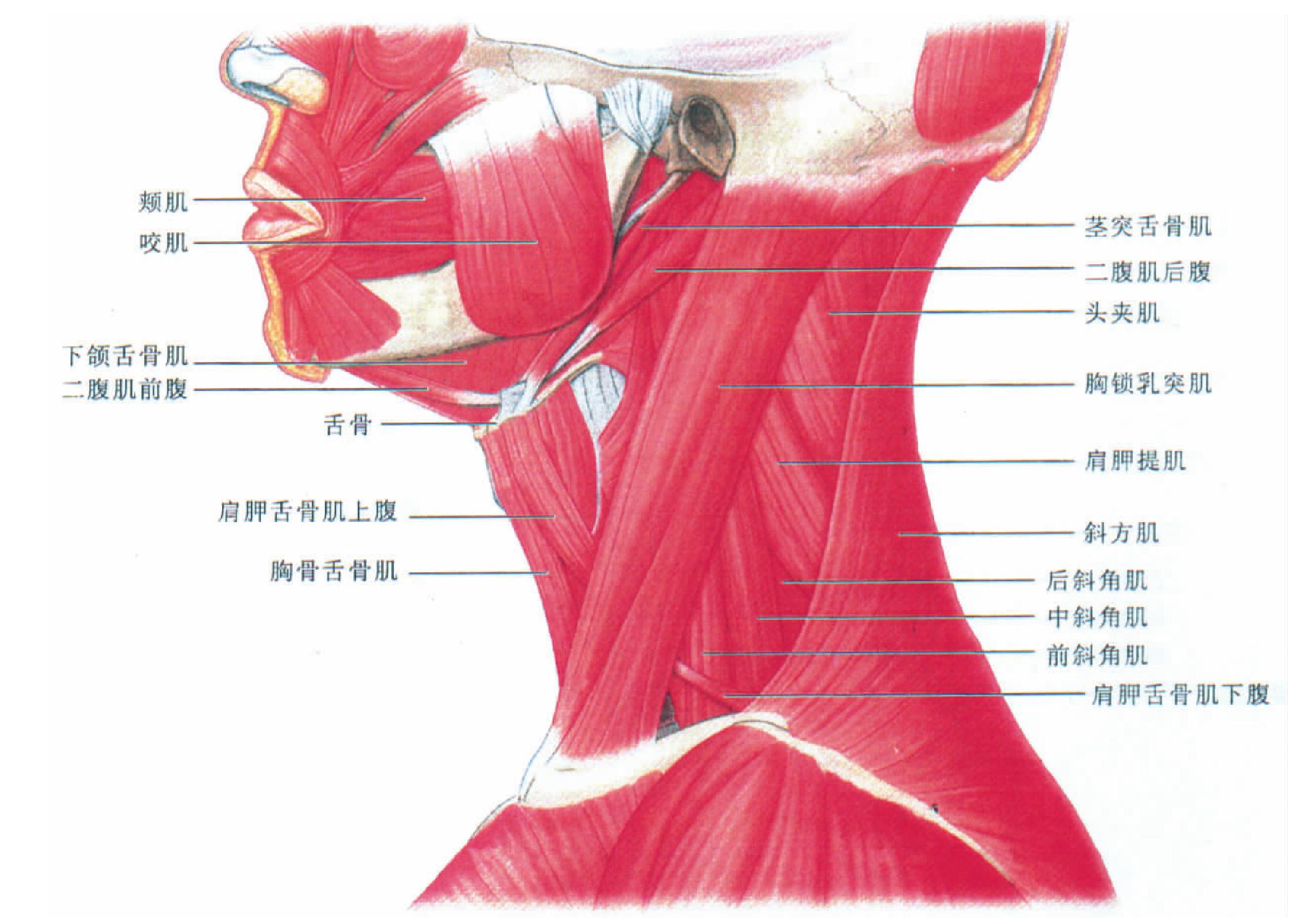 图15-290 颈部横断面筋膜间隙-基础医学-医学