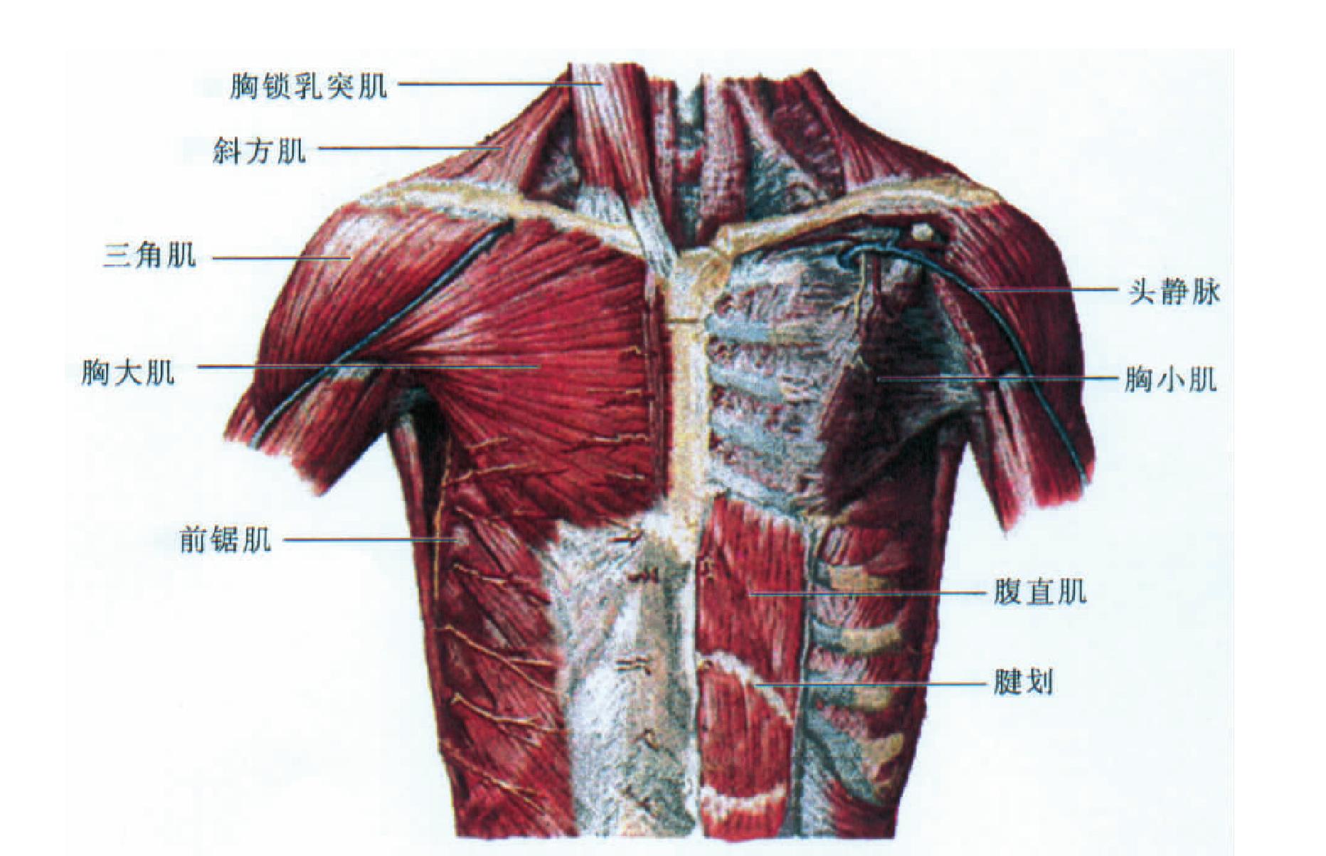 肺及胸膜解剖示意图-人体解剖图,_医学图库