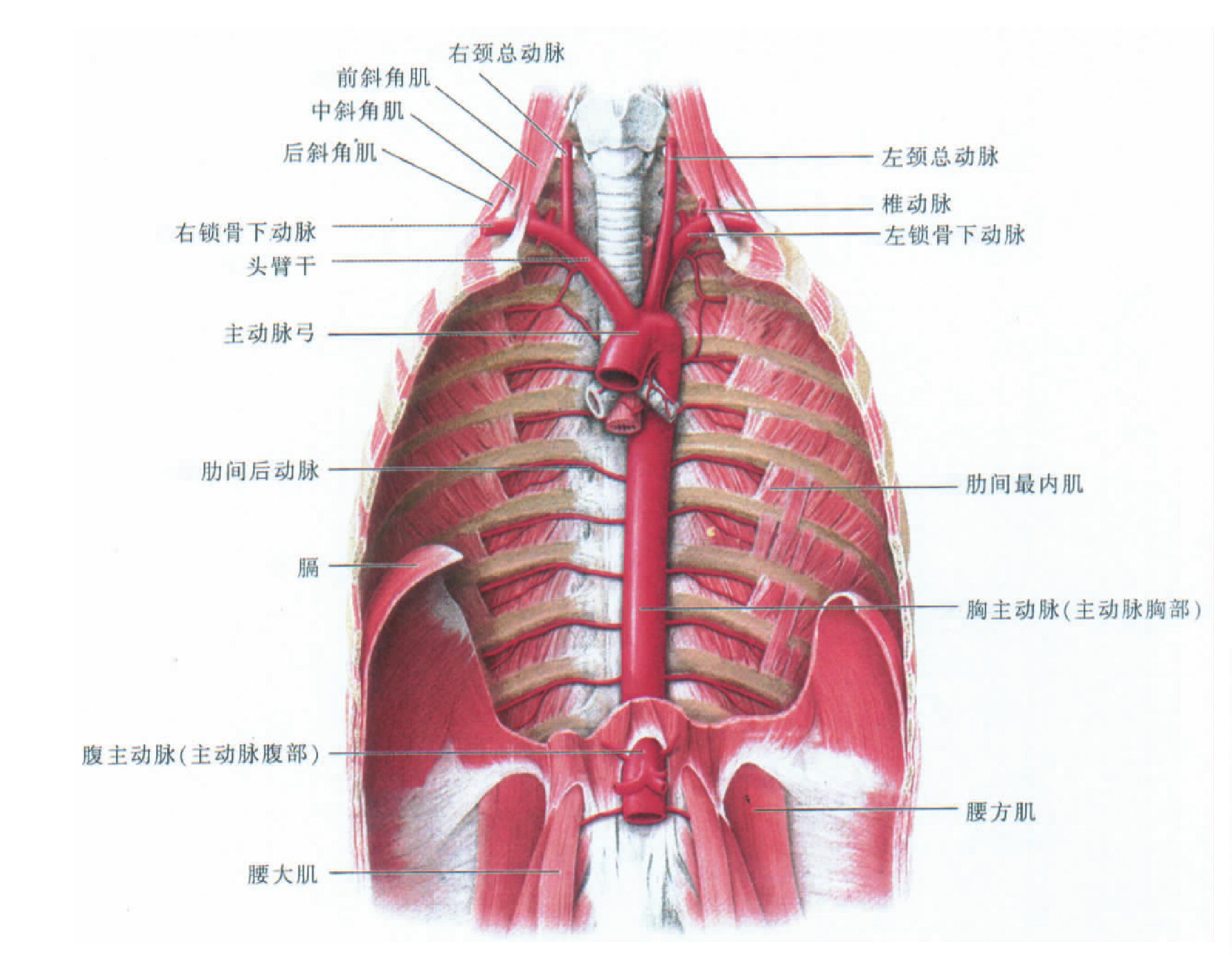 肋与胸骨的连结-运动解剖学-图片