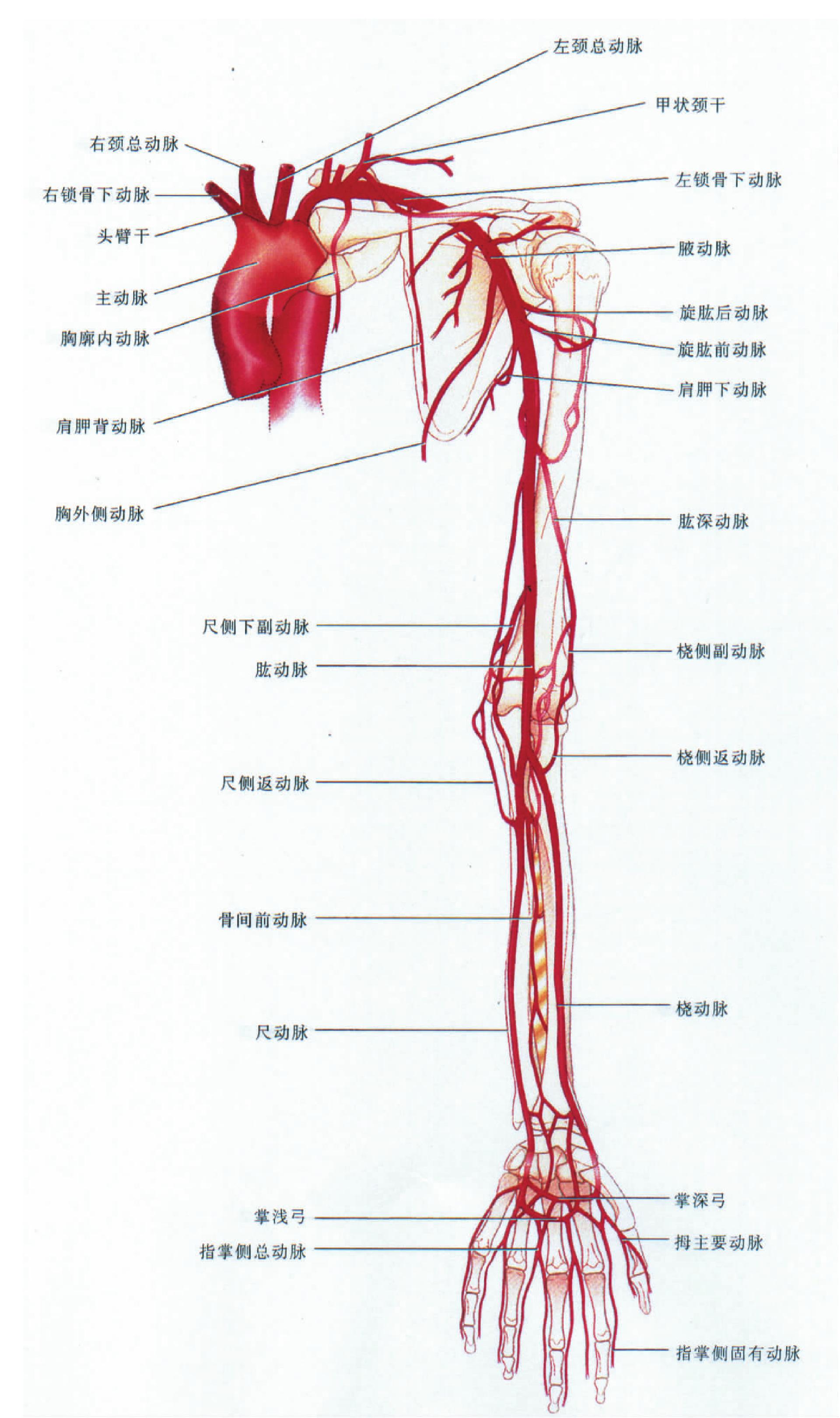 图286 上肢浅静脉-人体解剖组织学-医学