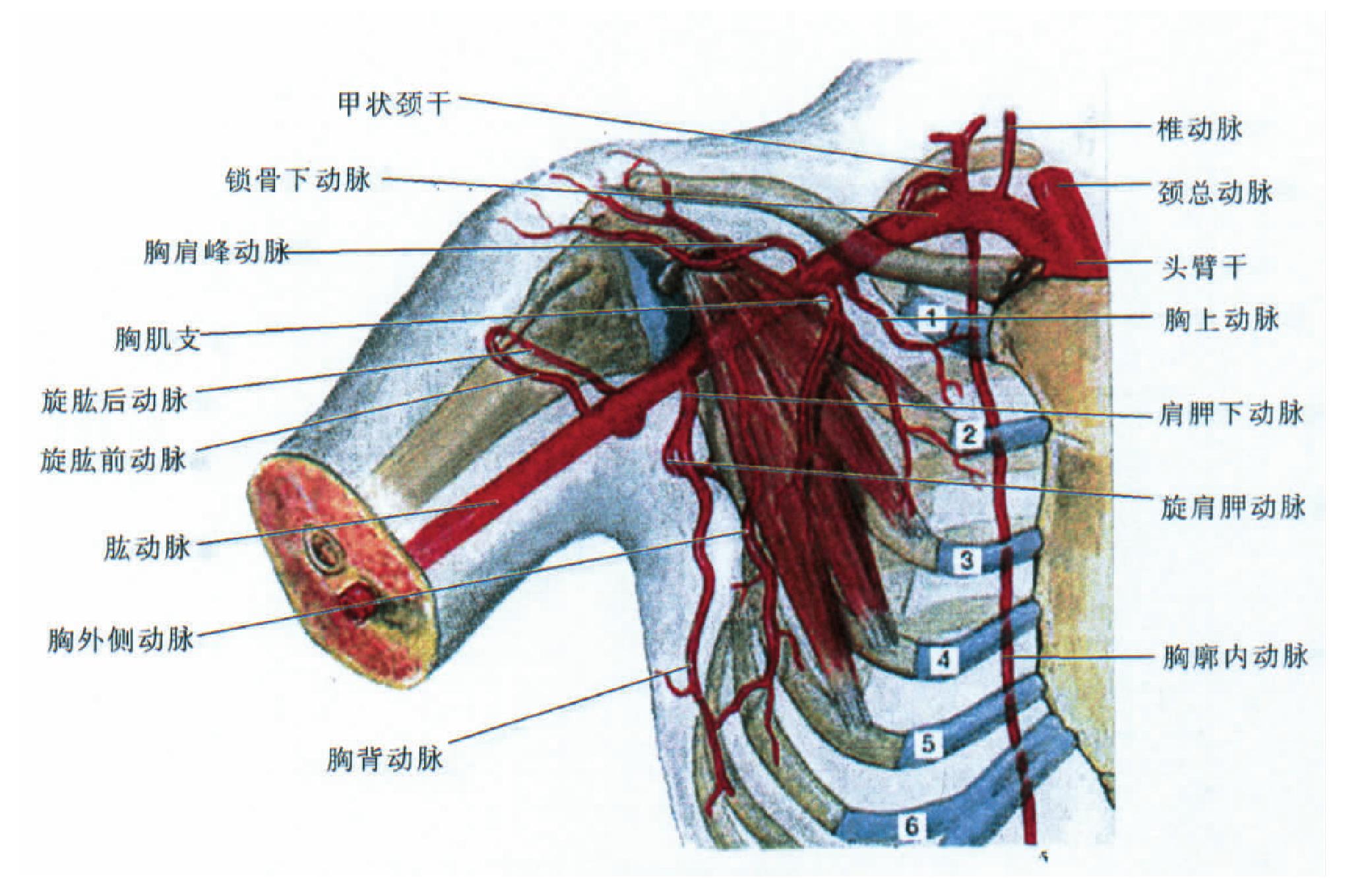 第一节 腋神经应用解剖-外科学-医学