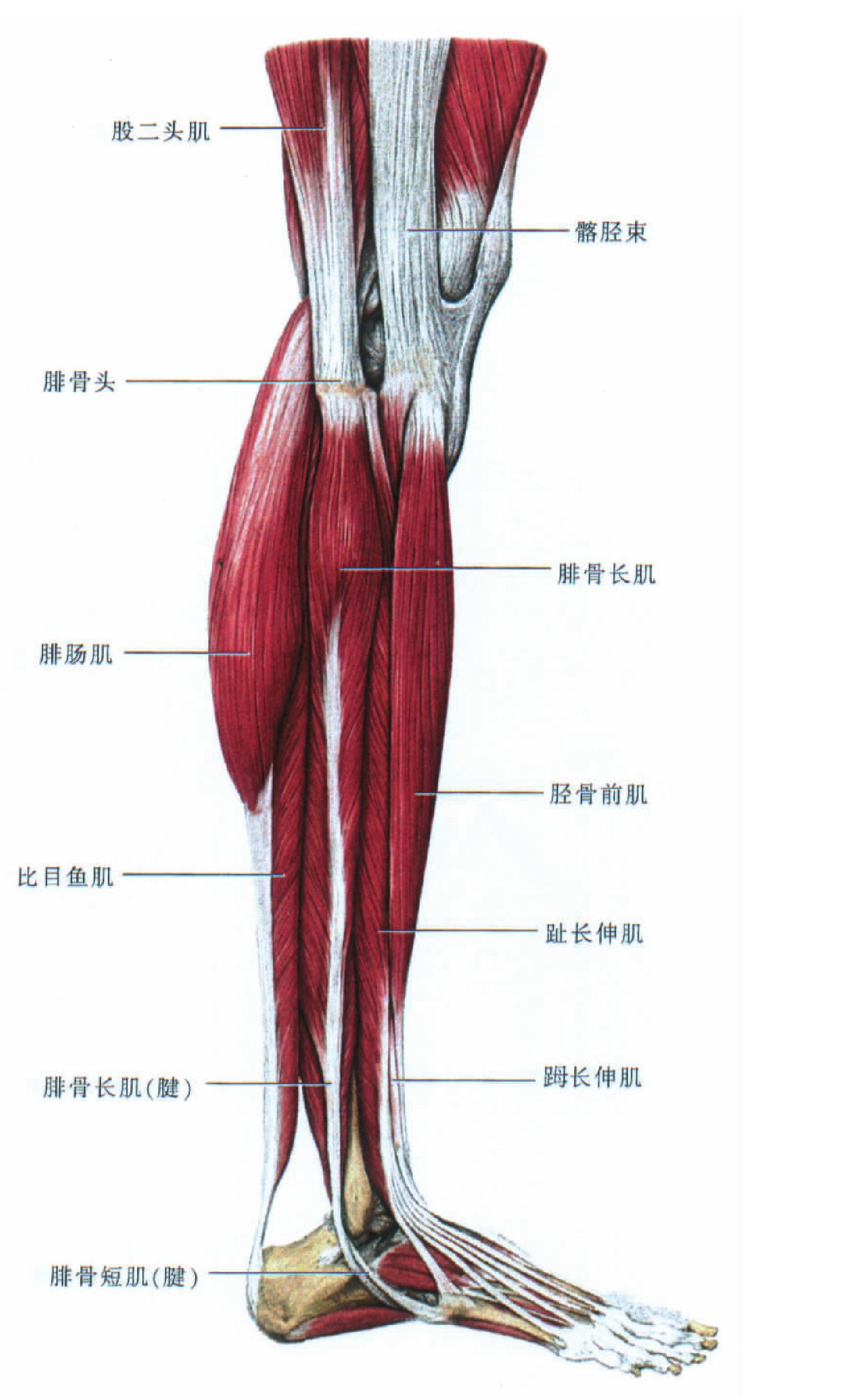 小腿骨（脛腓骨）解剖圖譜_脛腓骨解剖圖詳細解剖圖 - 神拓網