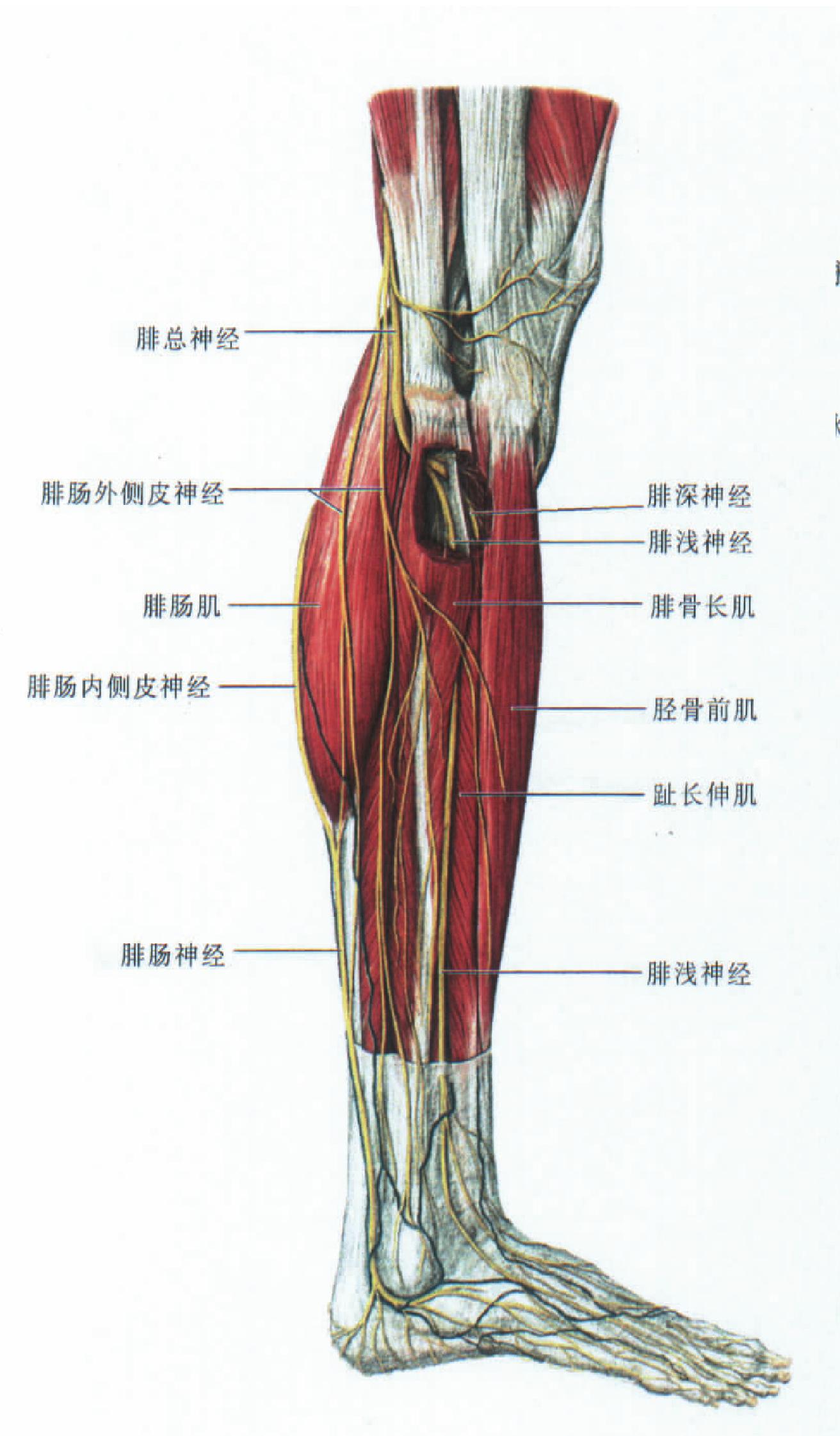 图337 小腿肌（外侧面观）-人体解剖组织学-医学
