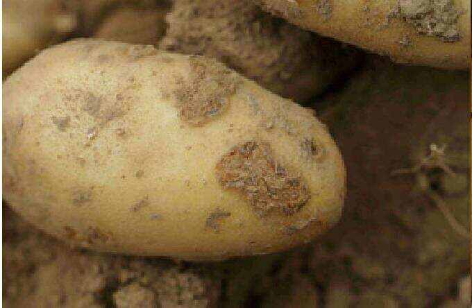 马铃薯粉痂病