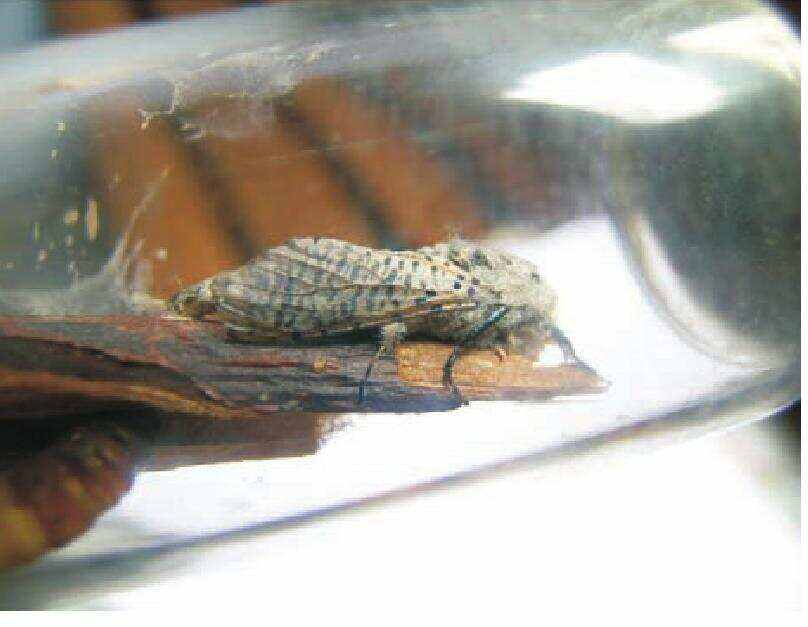 为害状:豹纹木蠹蛾是为害苹果,梨等果树一至二年生枝条的害虫,幼虫沿