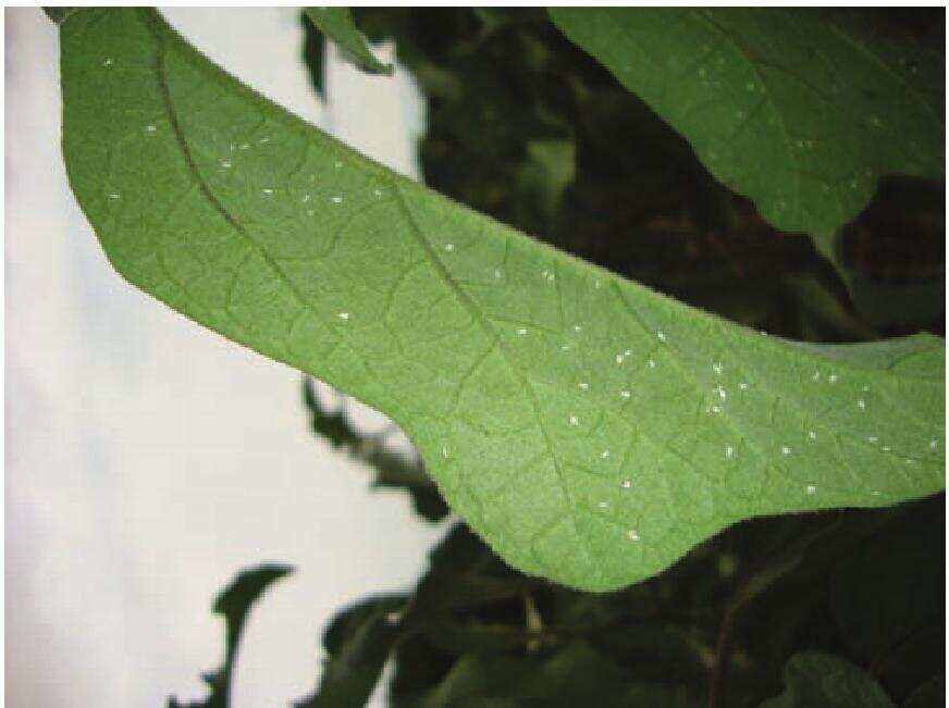 为害特点 烟粉虱成虫和若虫通过刺吸式口器吸取植株汁液,受害叶褪绿
