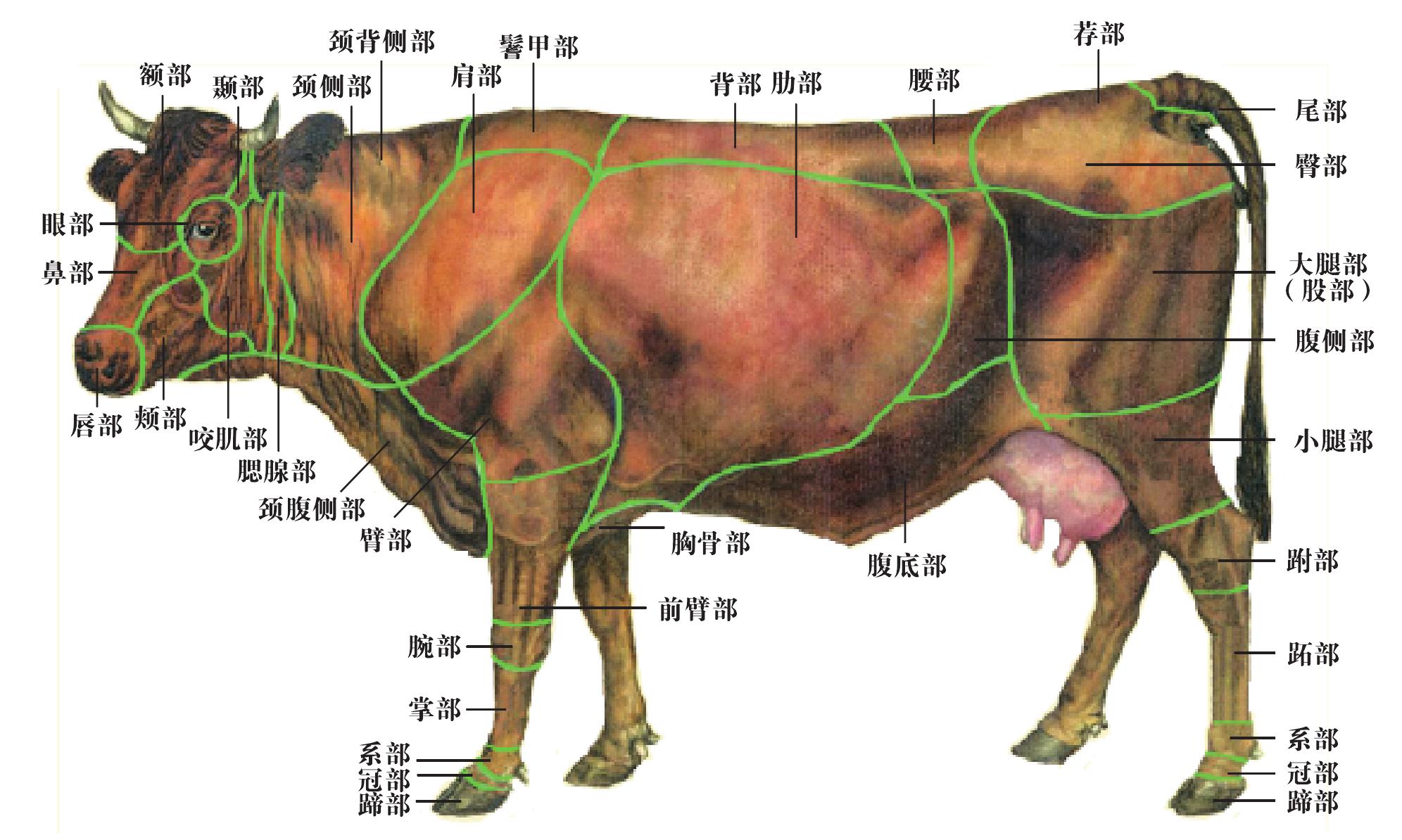 手绘猪肉分割标注图透明png图片素材免费下载 - 觅知网