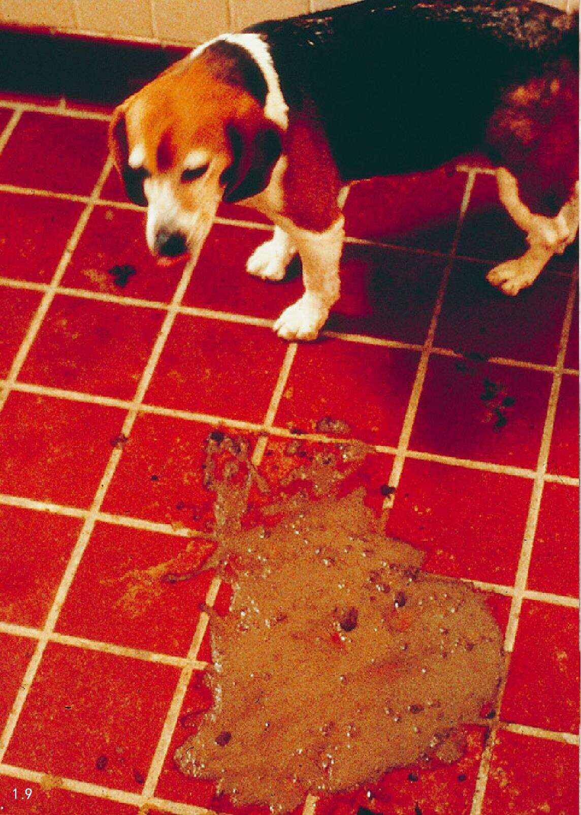 犬的冠状病毒病