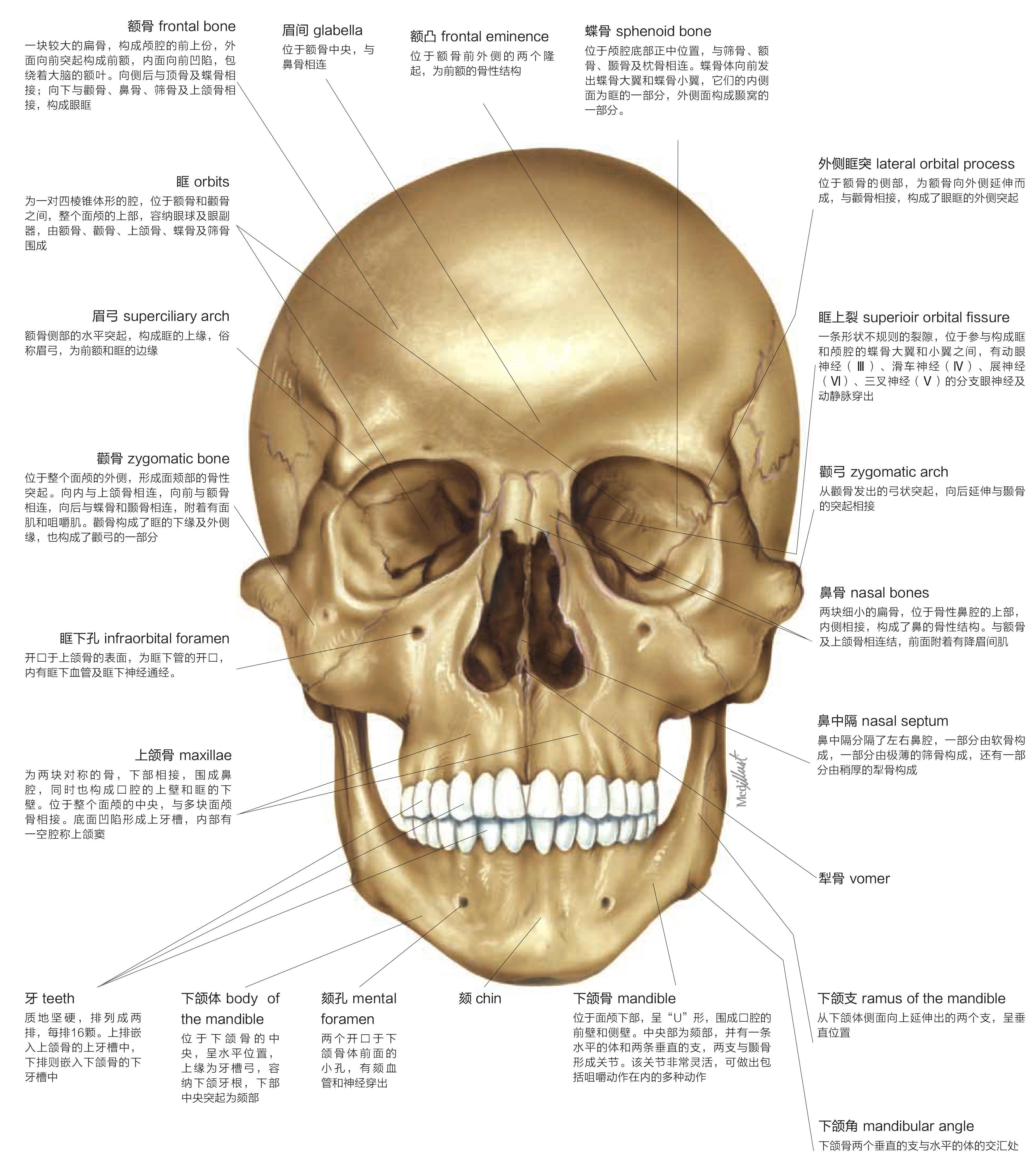图1-10 硬脑膜及硬脑膜窦 颅底内面观-临床解剖学-医学