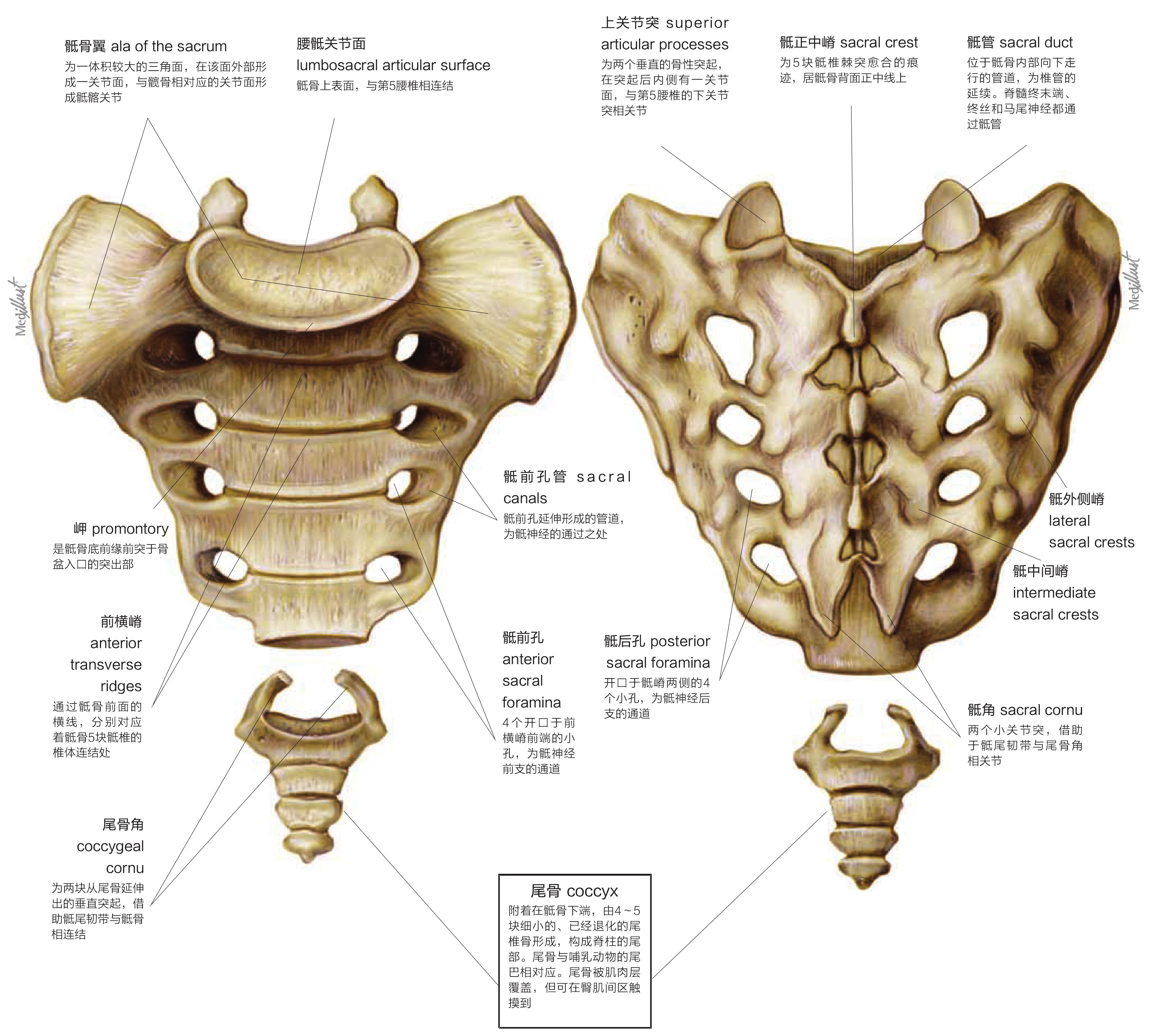 图1-1-14 骶骨和尾骨-基础医学-医学