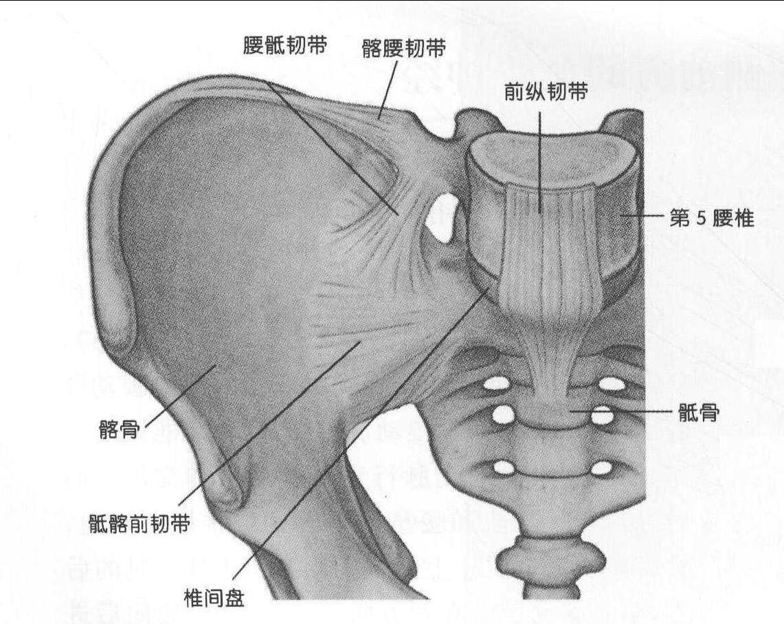 图1-113 骨盆的韧带(内面观)-人体解剖学-医学