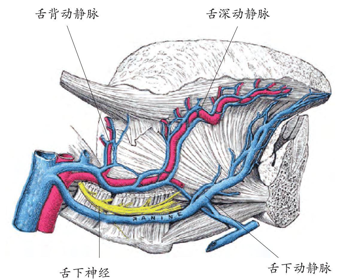 图2-3 舌(背面观)-基础医学-医学
