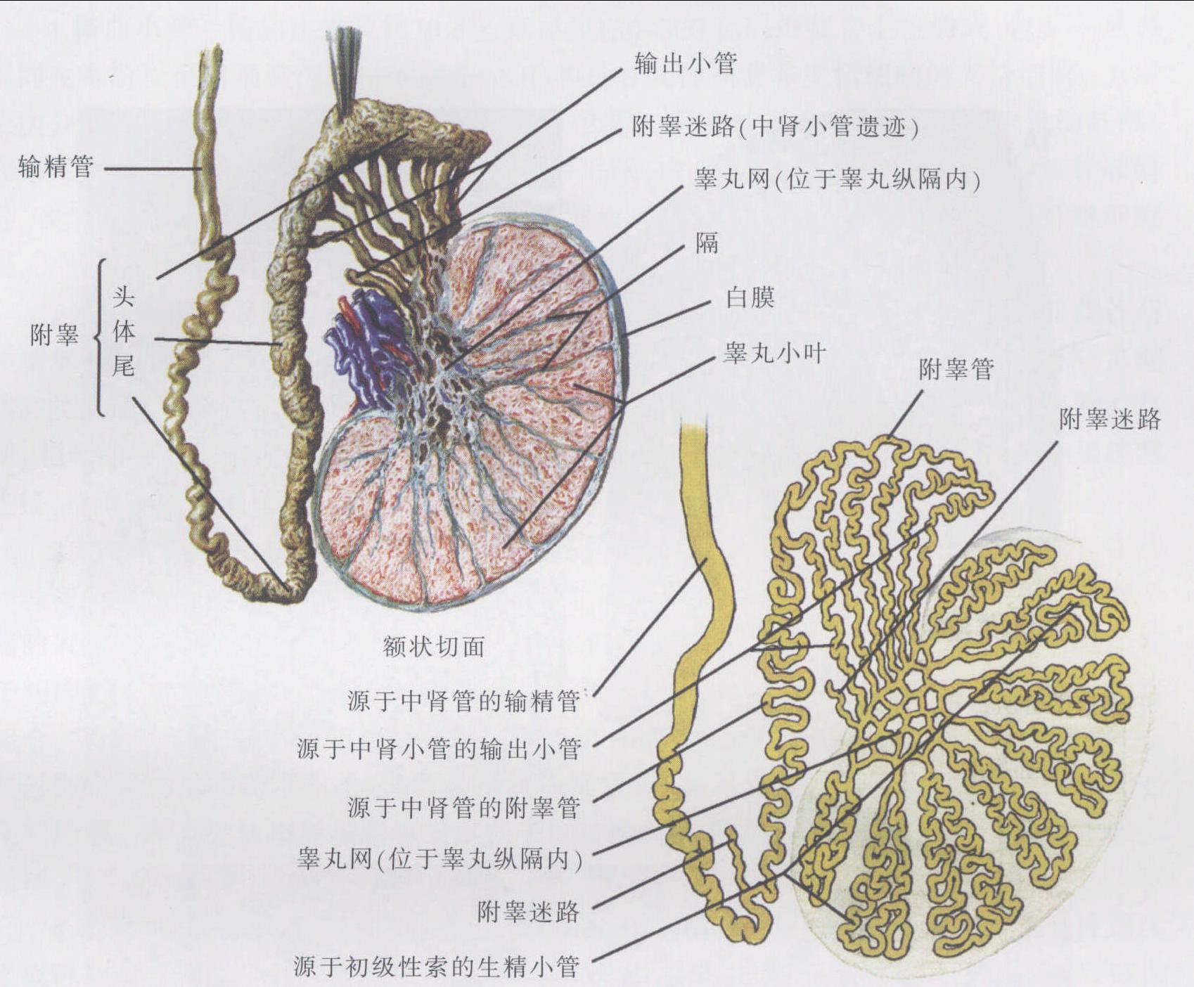 图145 睾丸和附睾-人体解剖组织学-医学