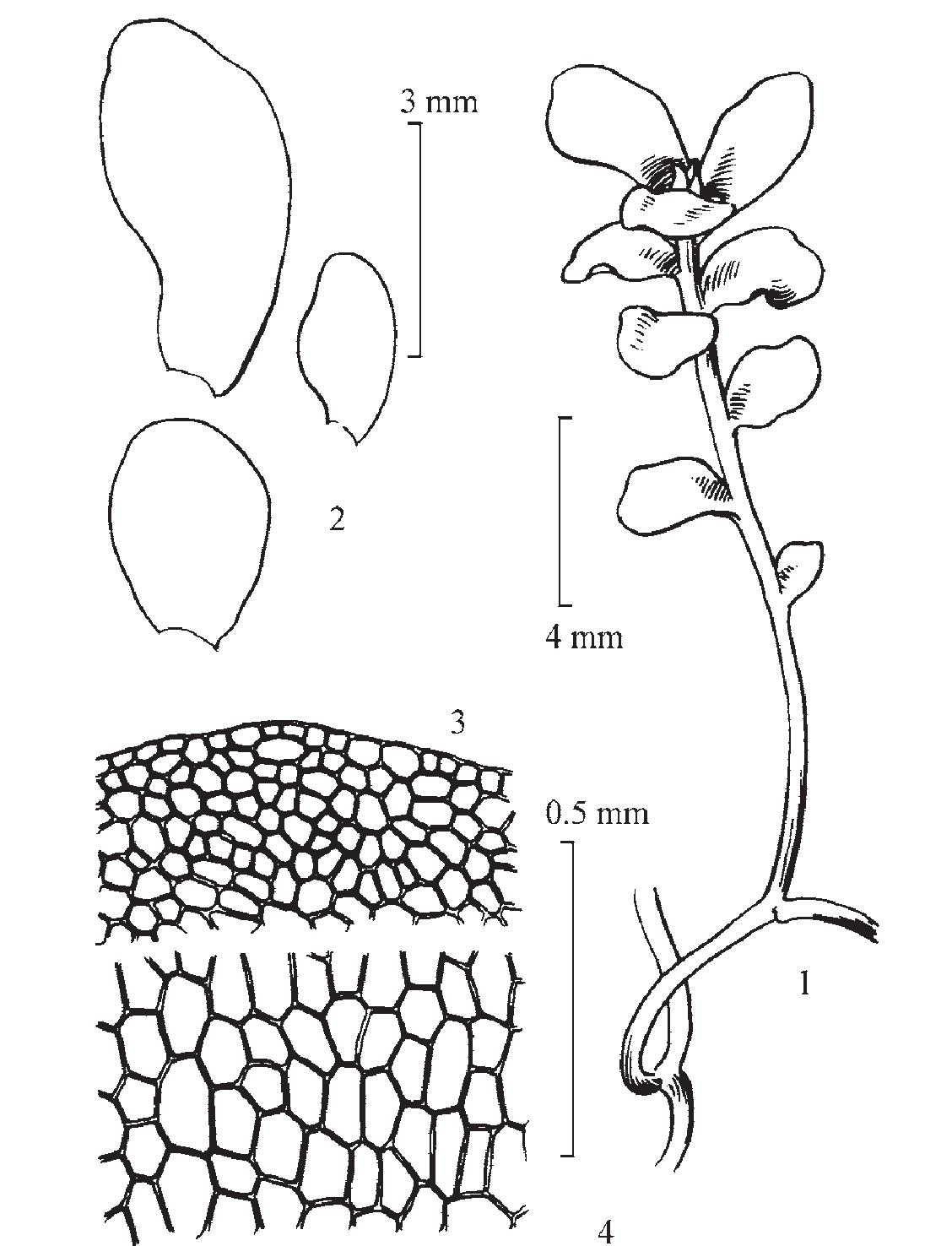 圆叶裸蒴苔(图1)