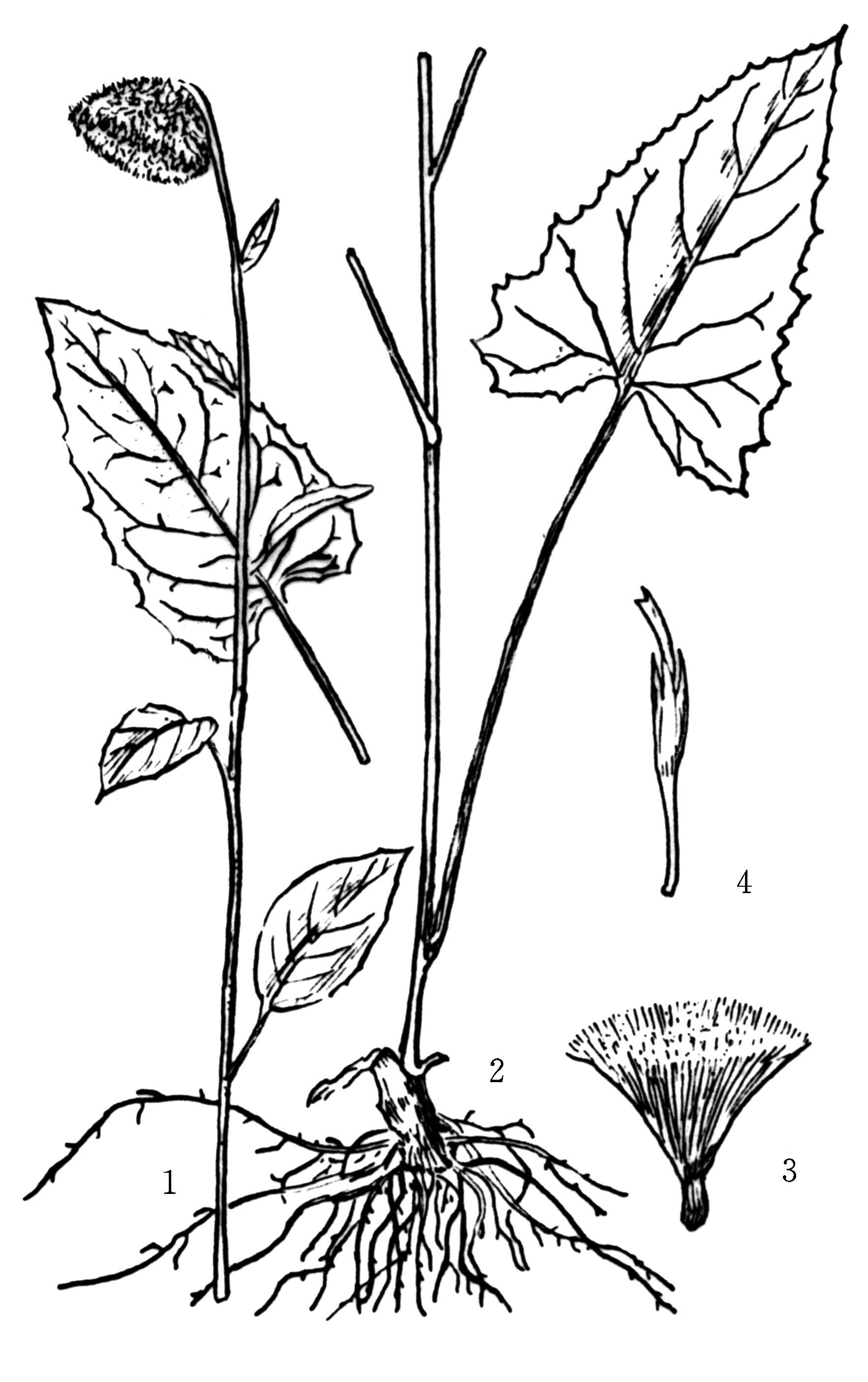 nakai(onopordumdeltoidesait.)【植物形态】多年生草本.根状茎粗.