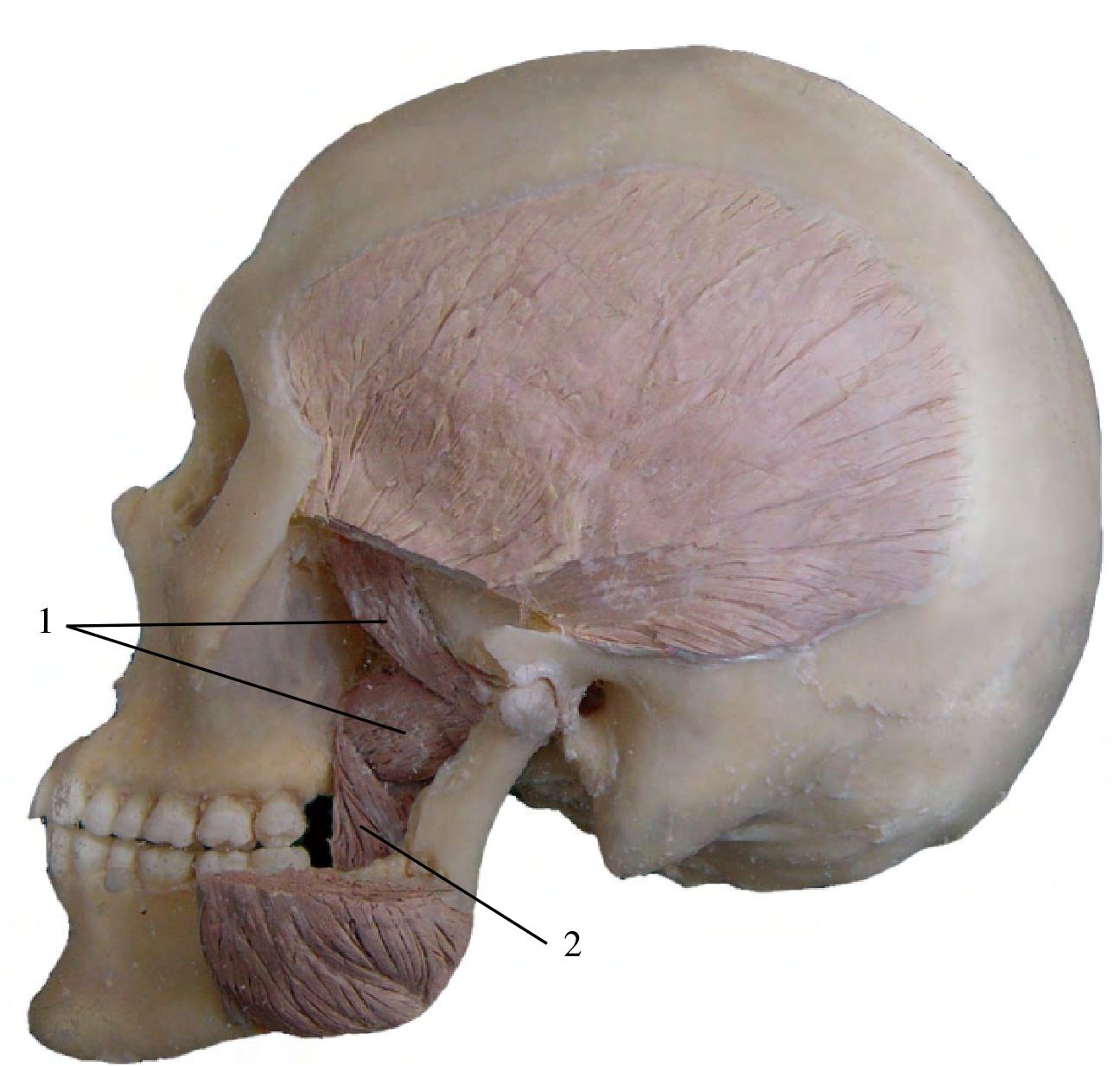 图255 咀嚼肌（浅层）-人体解剖组织学-医学