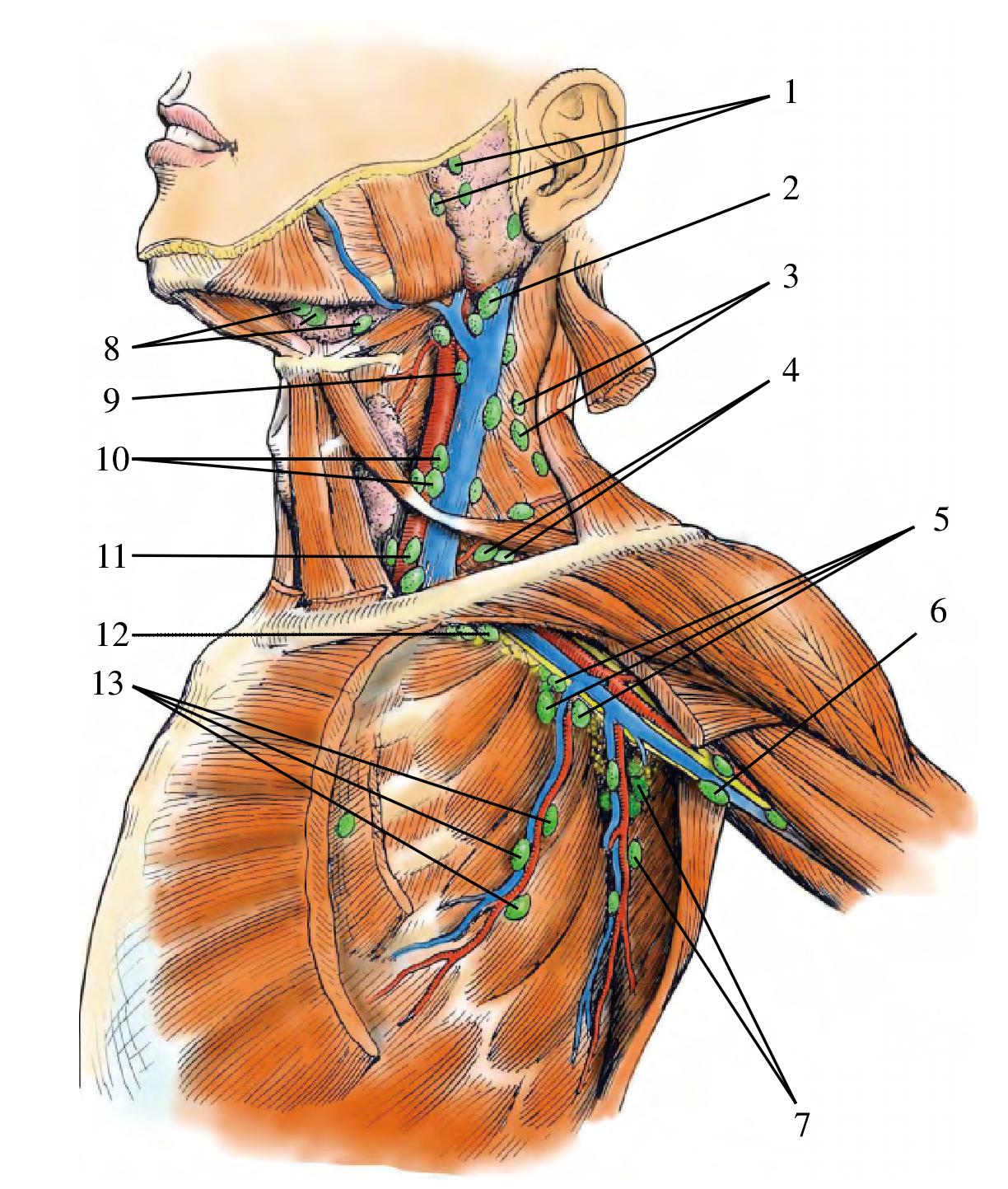 腋窝的神经及其毗邻(2)-外科学-医学