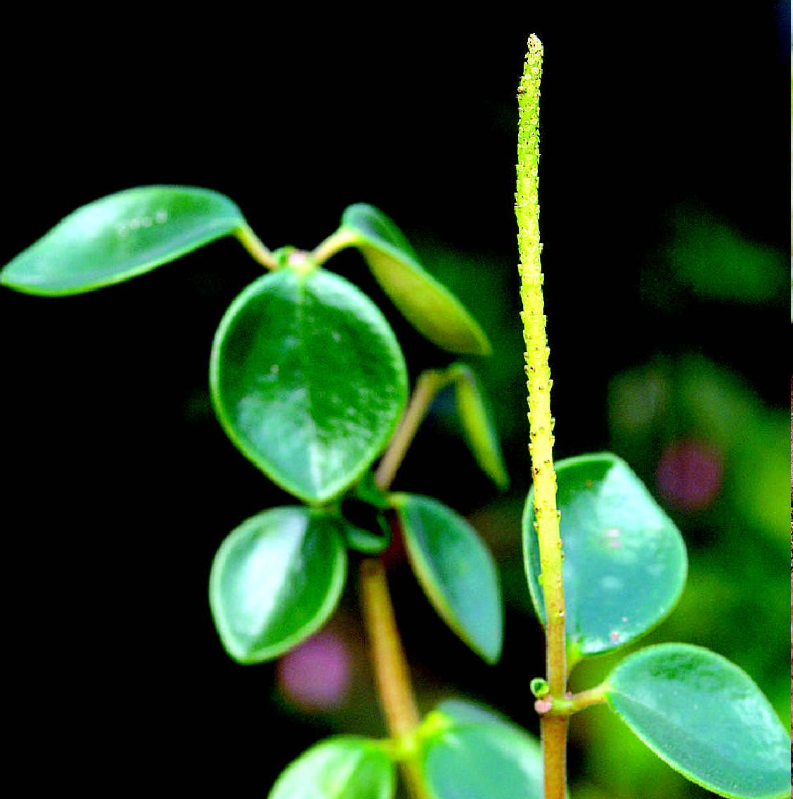 节节草-药用植物花谱-图片