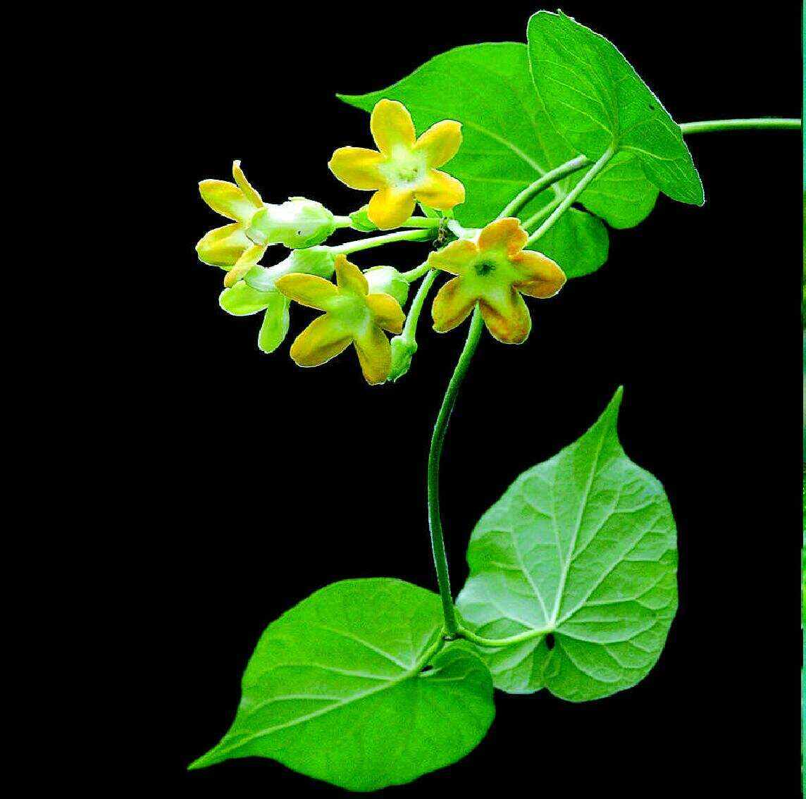 真正的夜来香图片(蔷薇花图片大全大图)